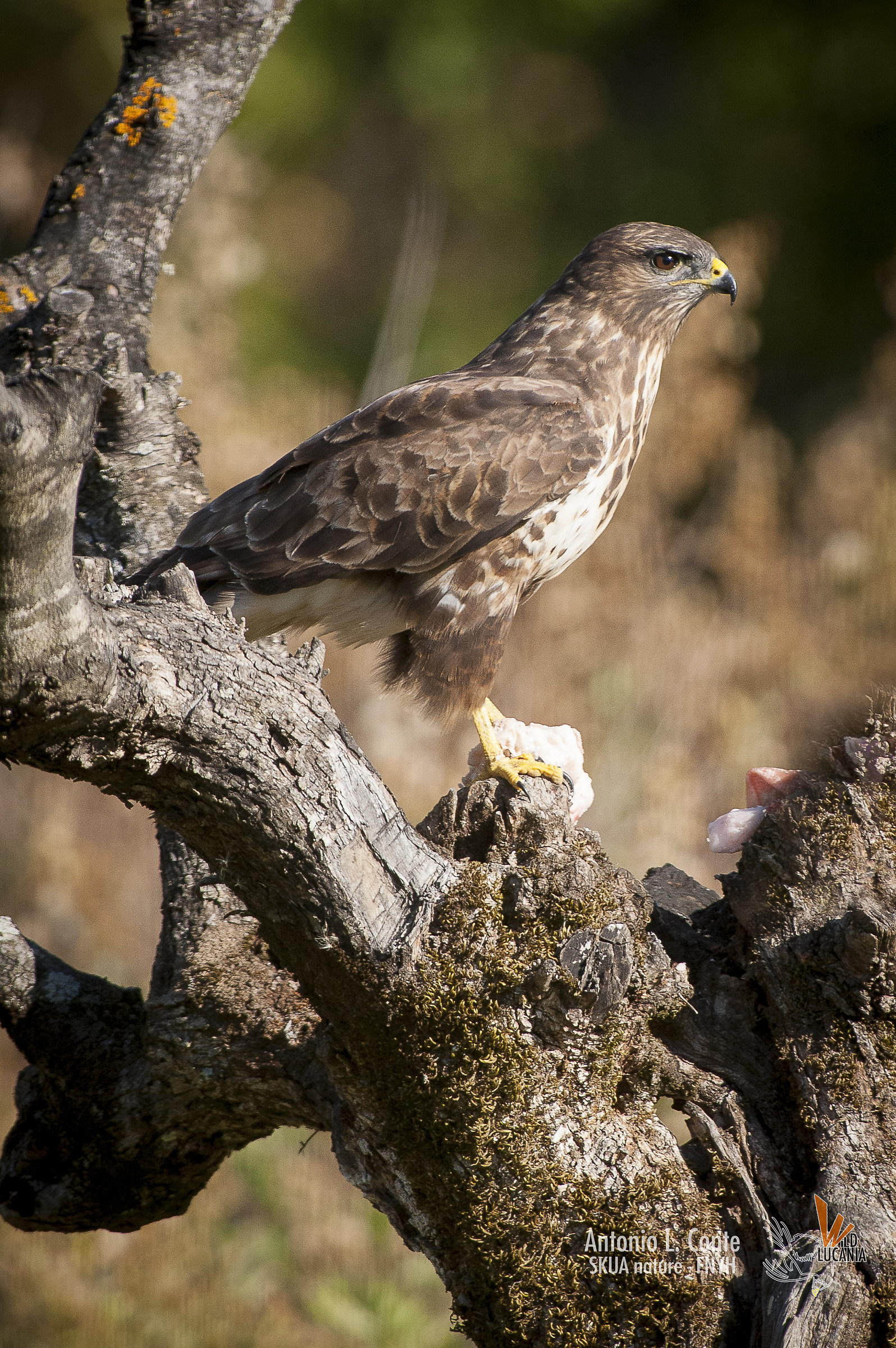 Buzzard