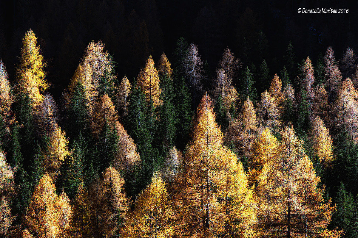 Pennellate Autunnali