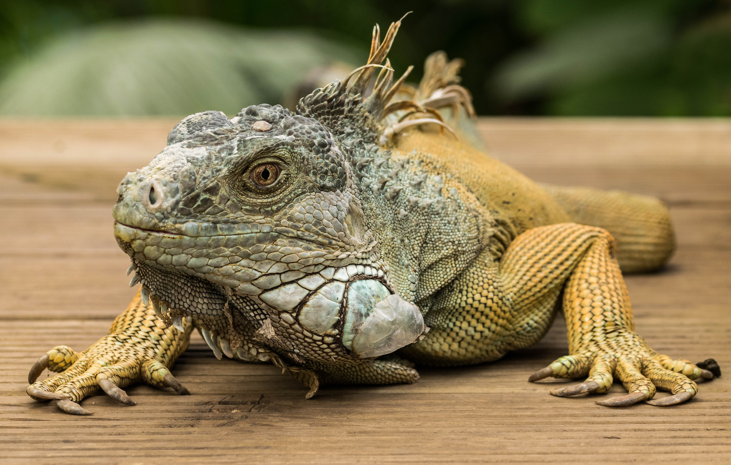 Iguana