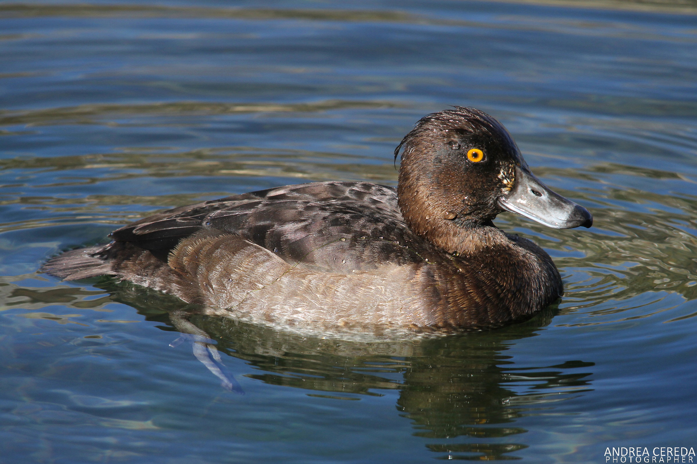 Aythya fuligula - Moretta femmina