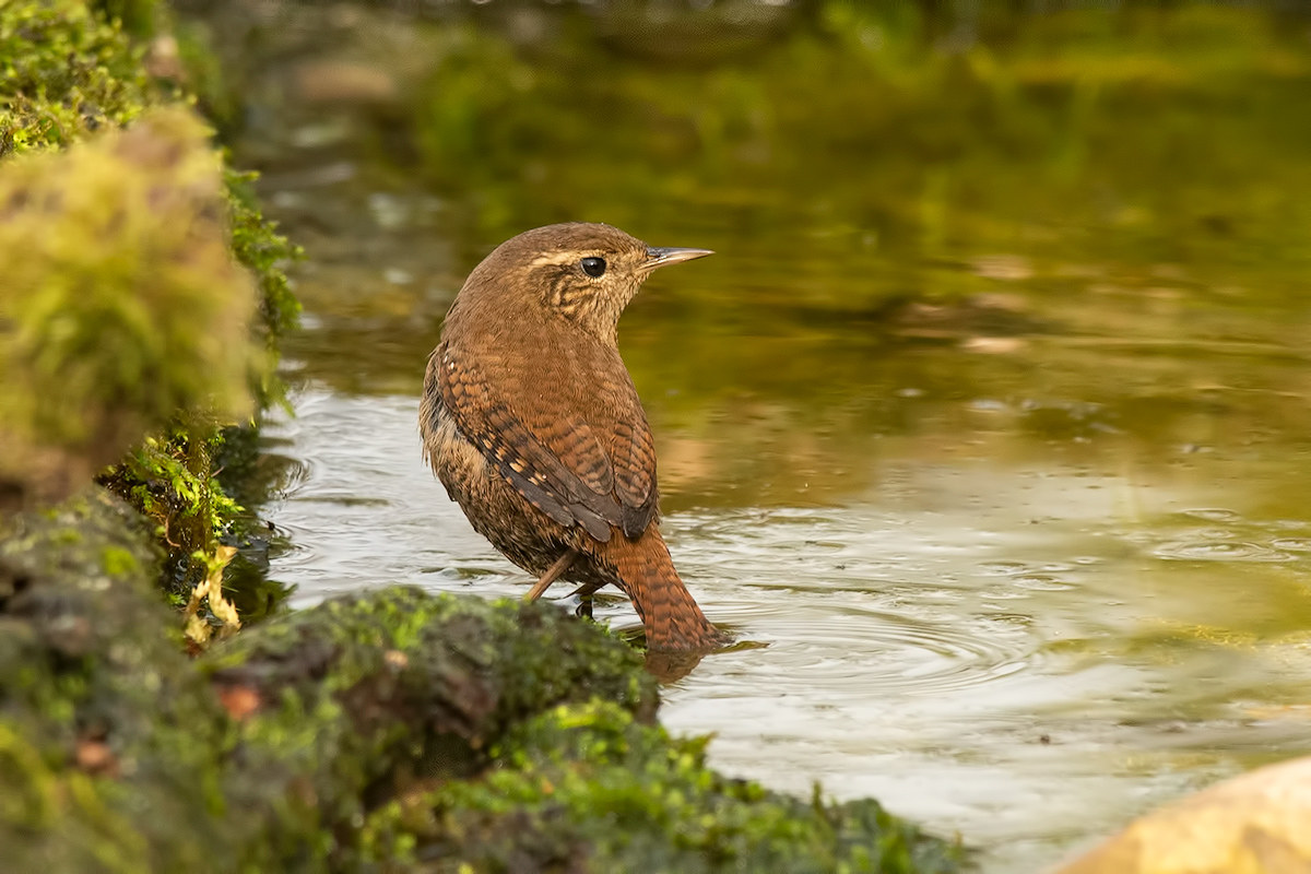Wren in soaking ....