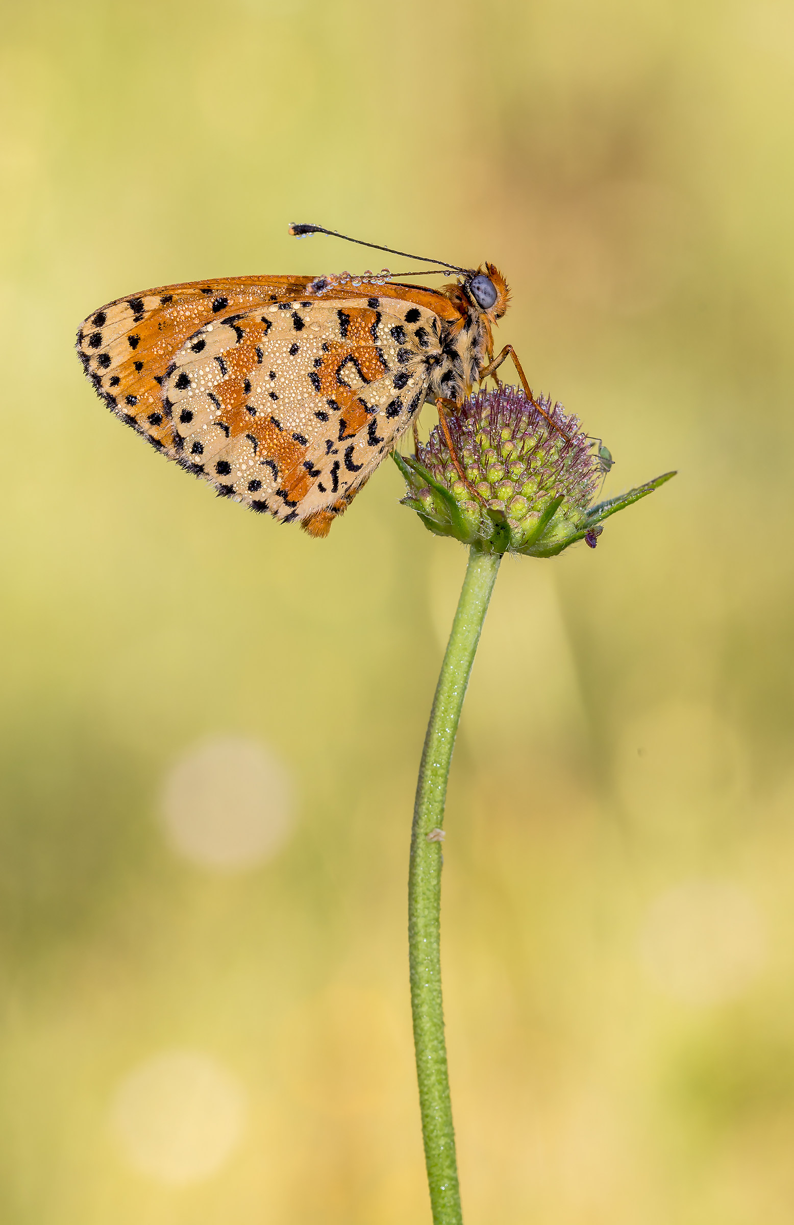 melitaea
