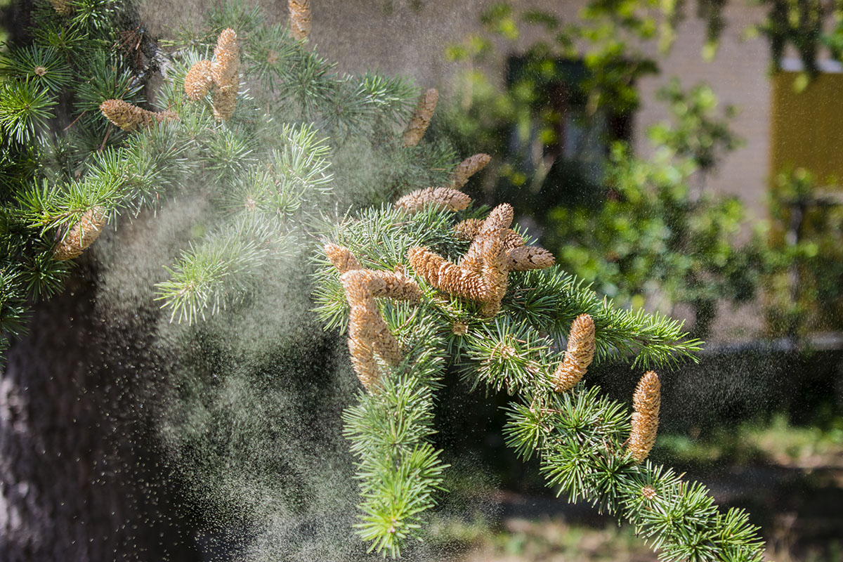 Pollini di conifere