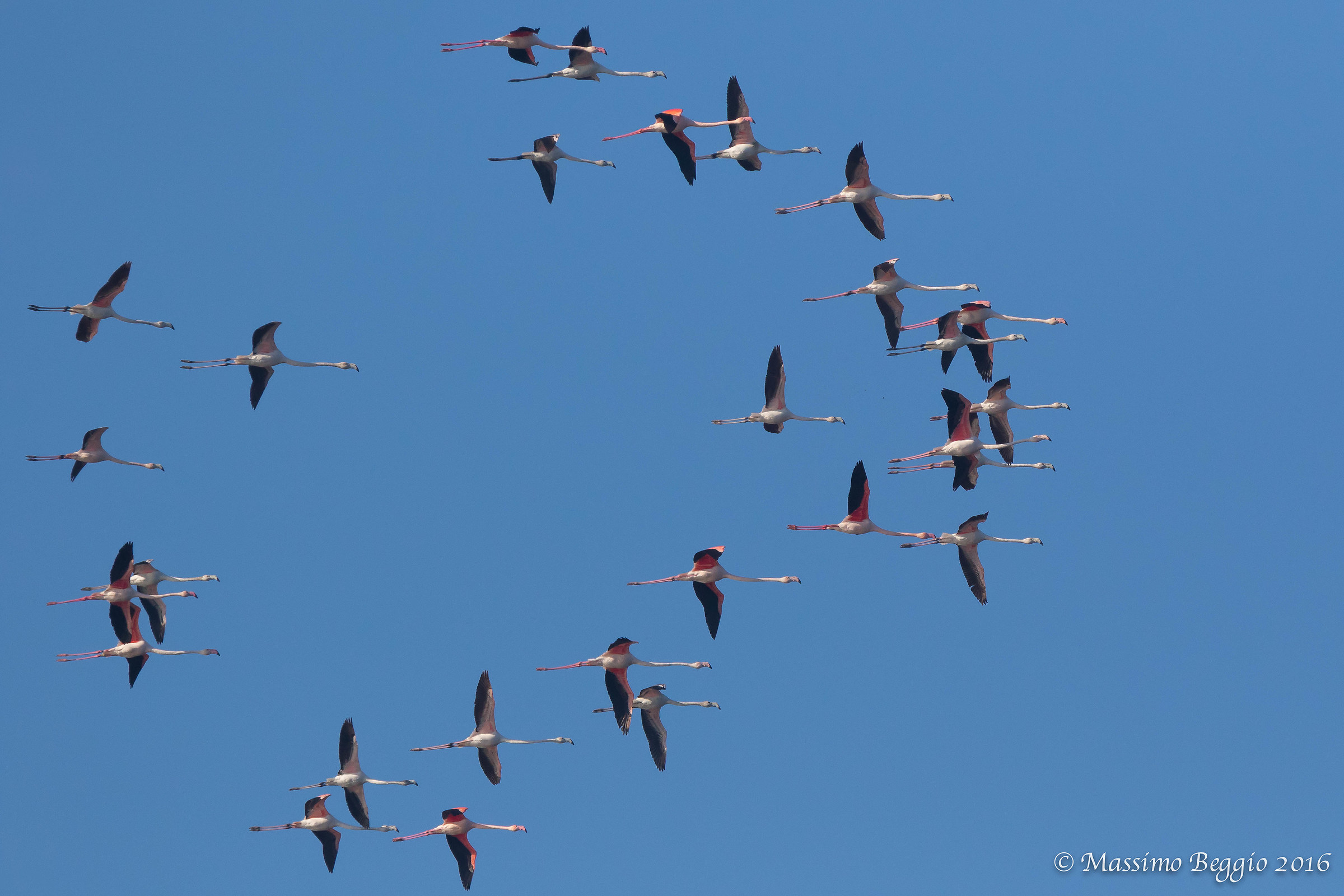Flight of Flamingos