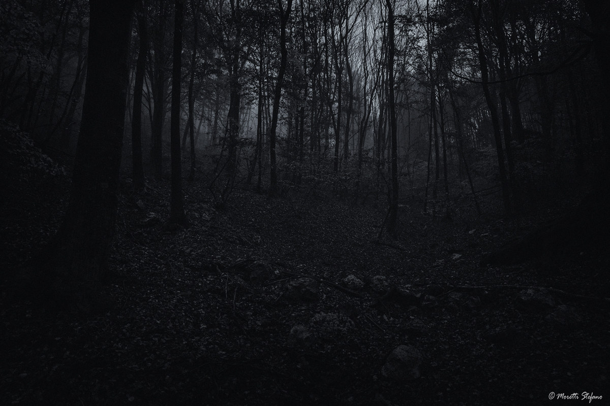 get lost in the woods