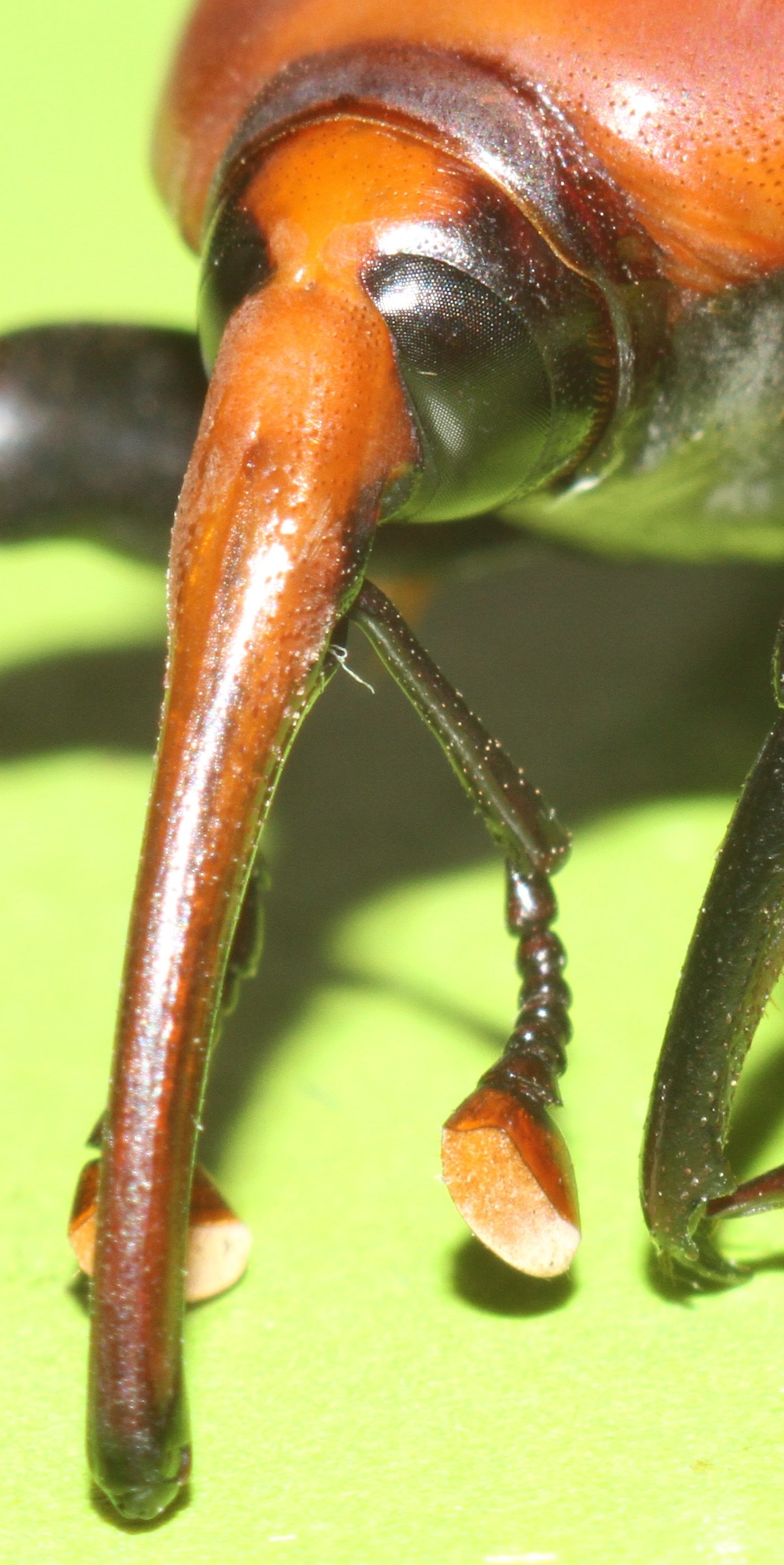 red punch (detail of the rostrum)