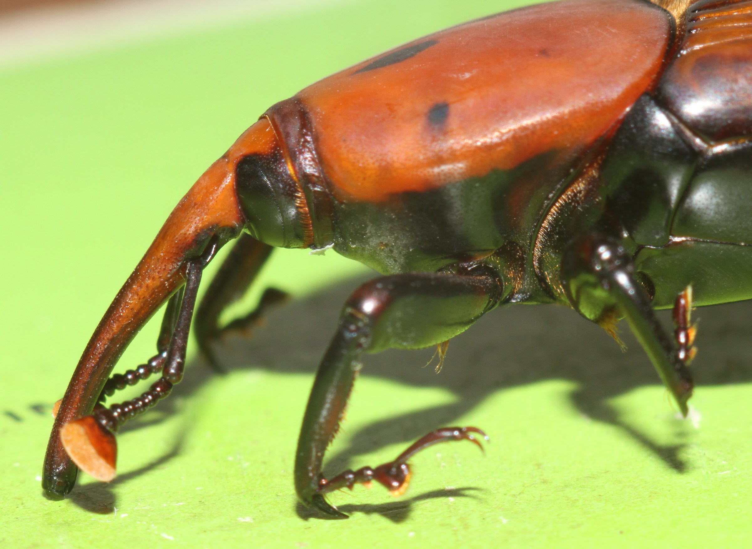 Punteruolo rosso- (Rhynchophorus ferrugineus)