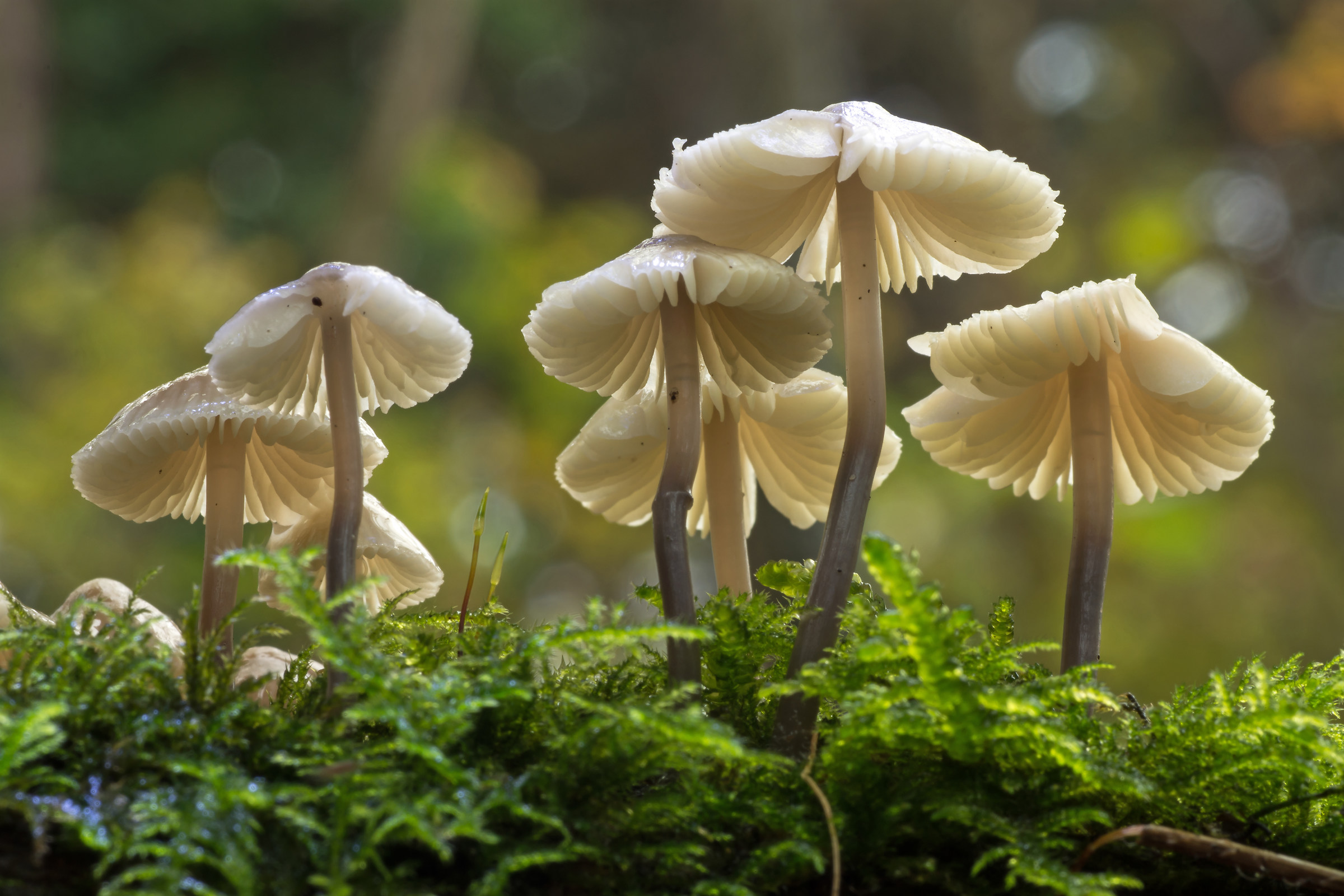 Mycena .................