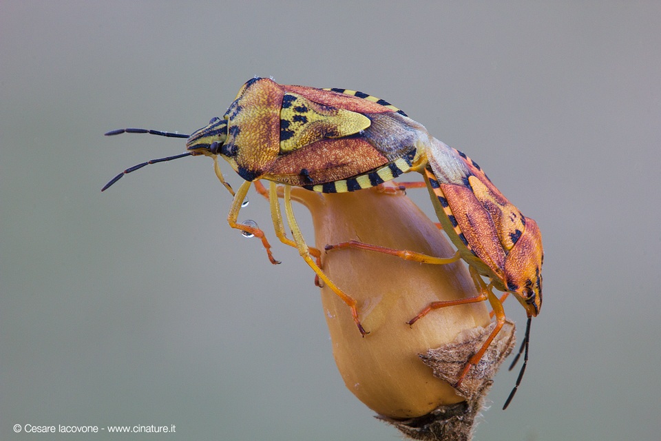 Carpocoris pudicus (Emittero)
