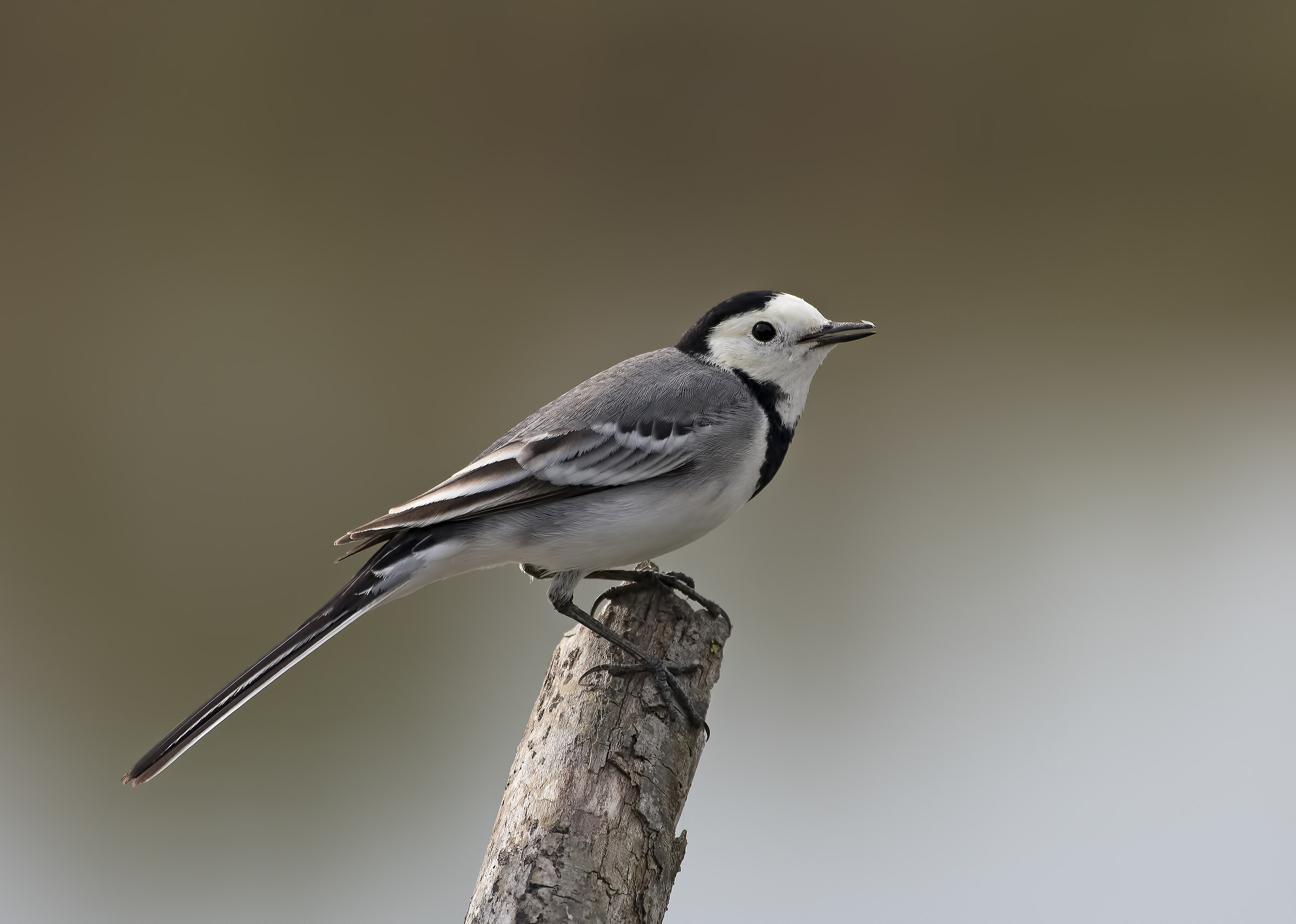 white wagtail!