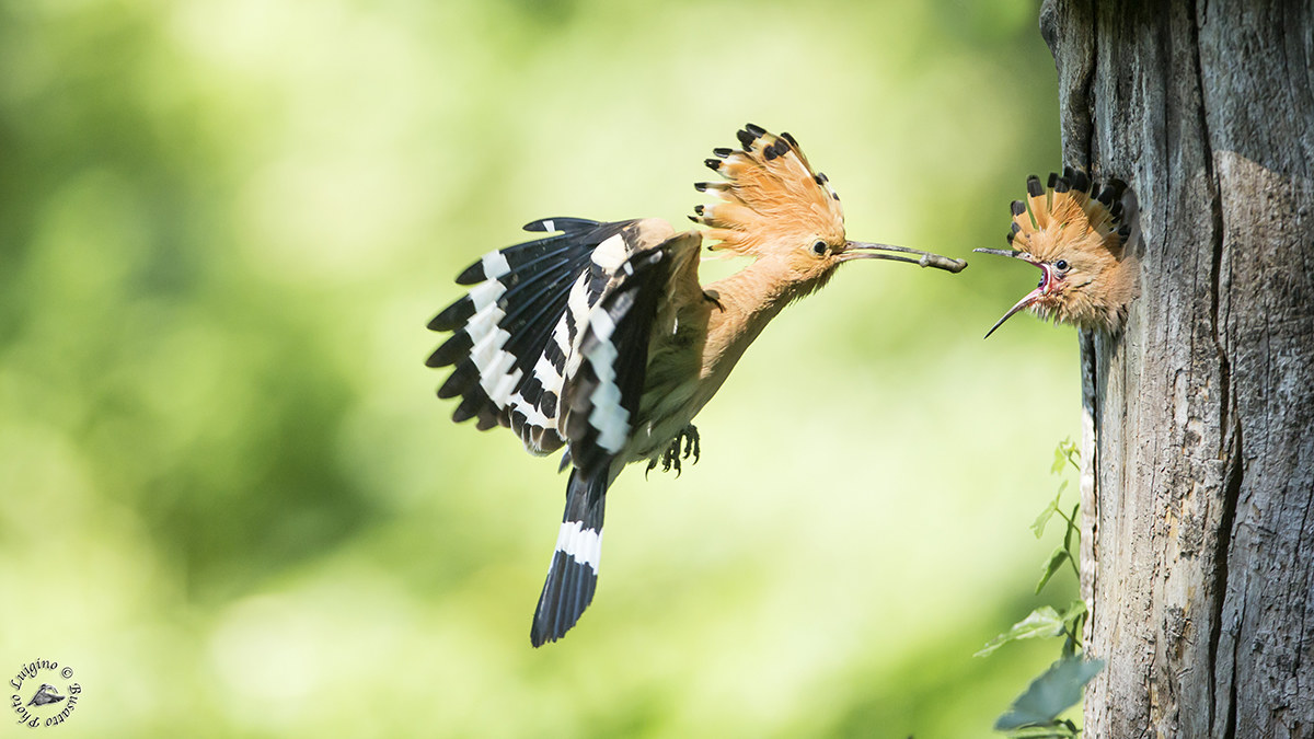 Hoopoe in the nest