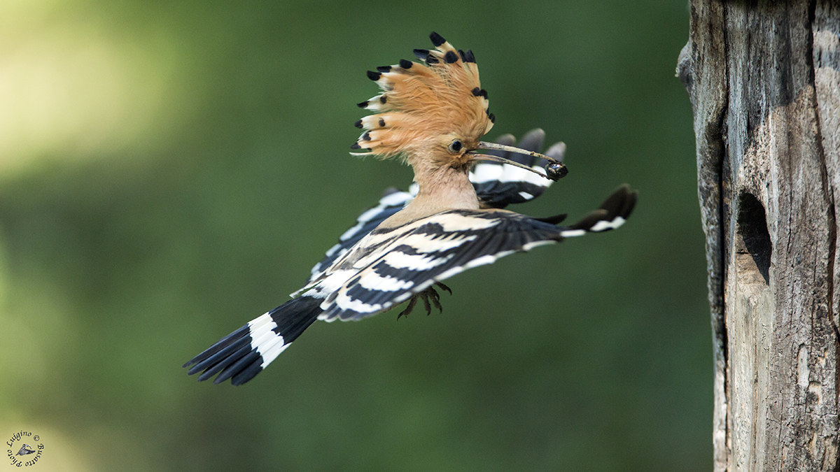 Hoopoe in the nest