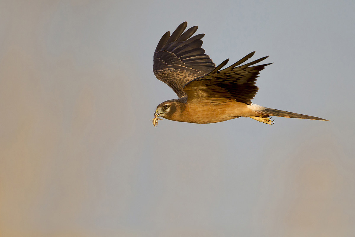 Albanella minore - Circus pygargus