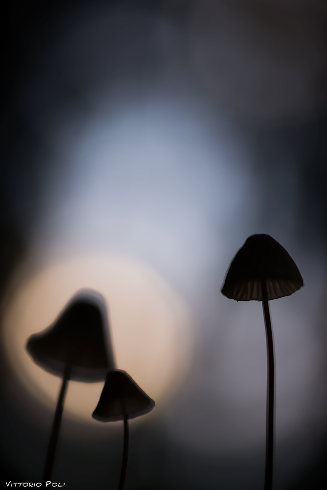 Spirits of the Forest