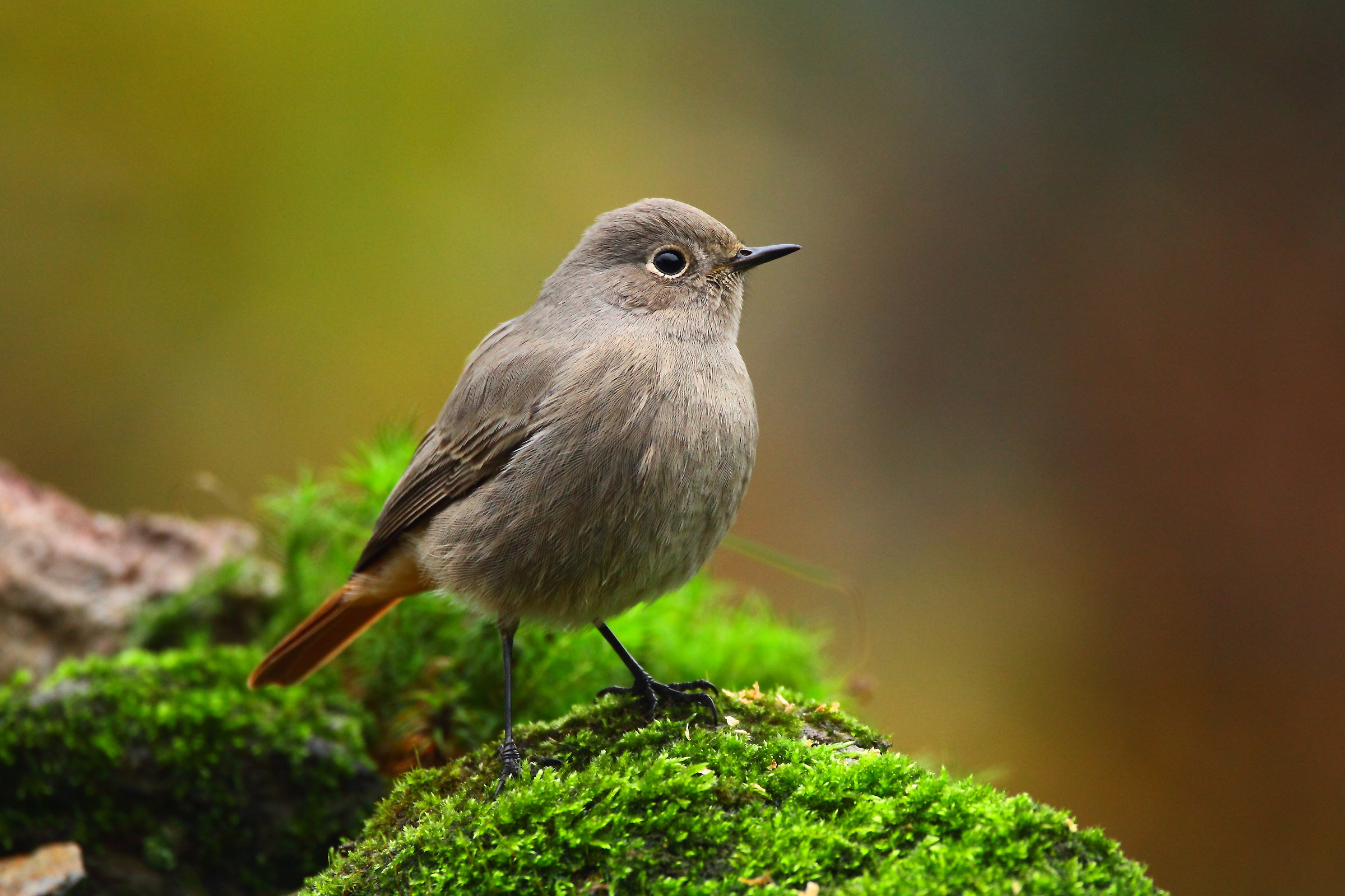 Codirosso spazzacamino /F/ /Phoenicurus ochruros/