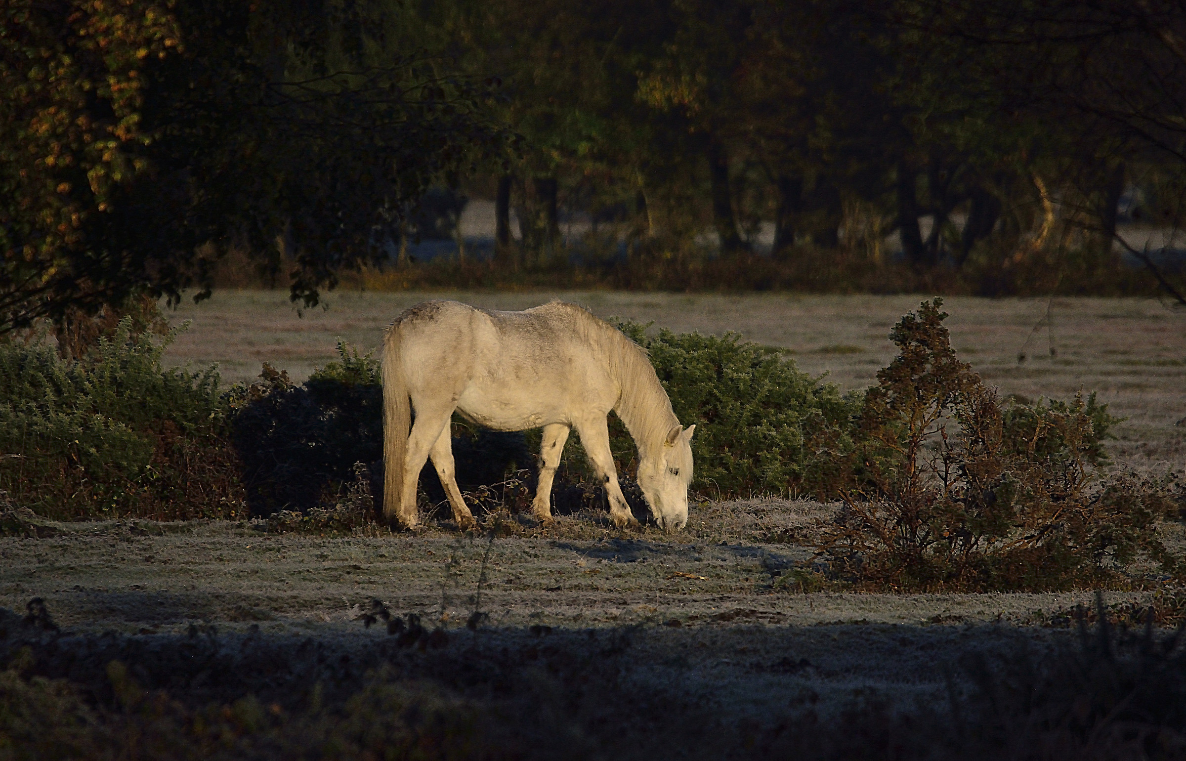 'All My Lovely Green Grass has Turned White!'