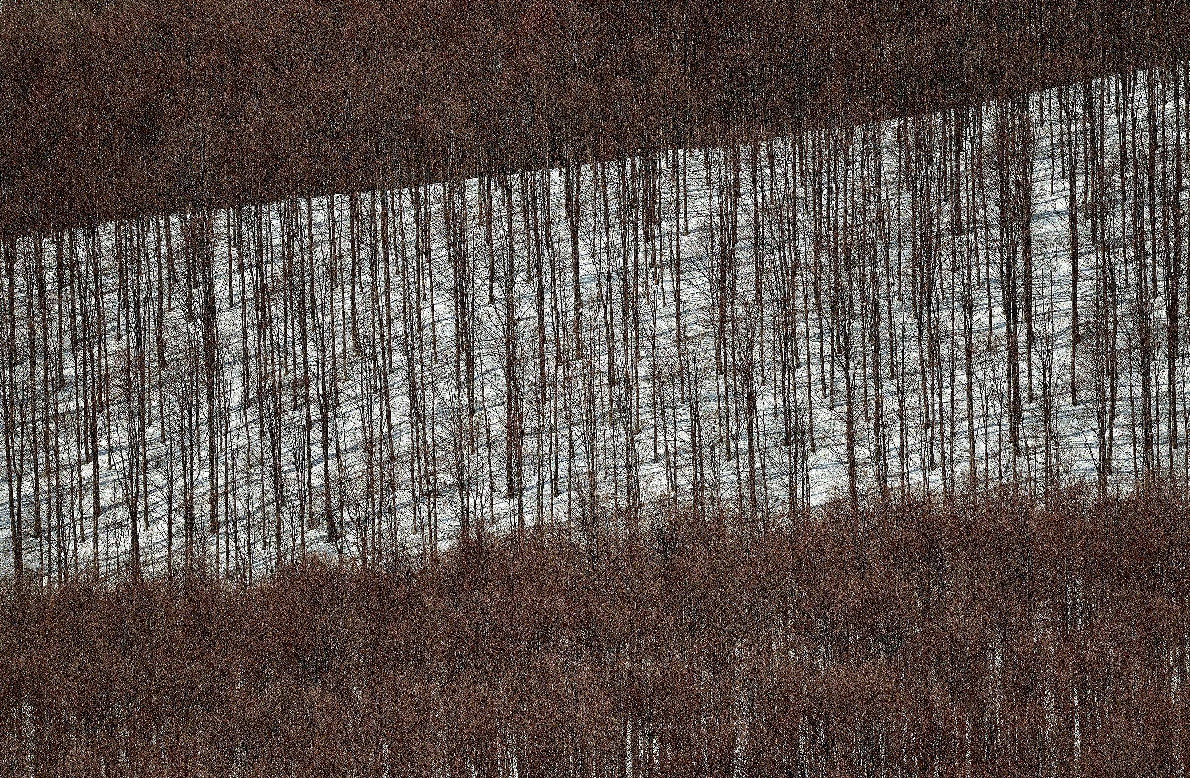 neve nella faggeta spoglia