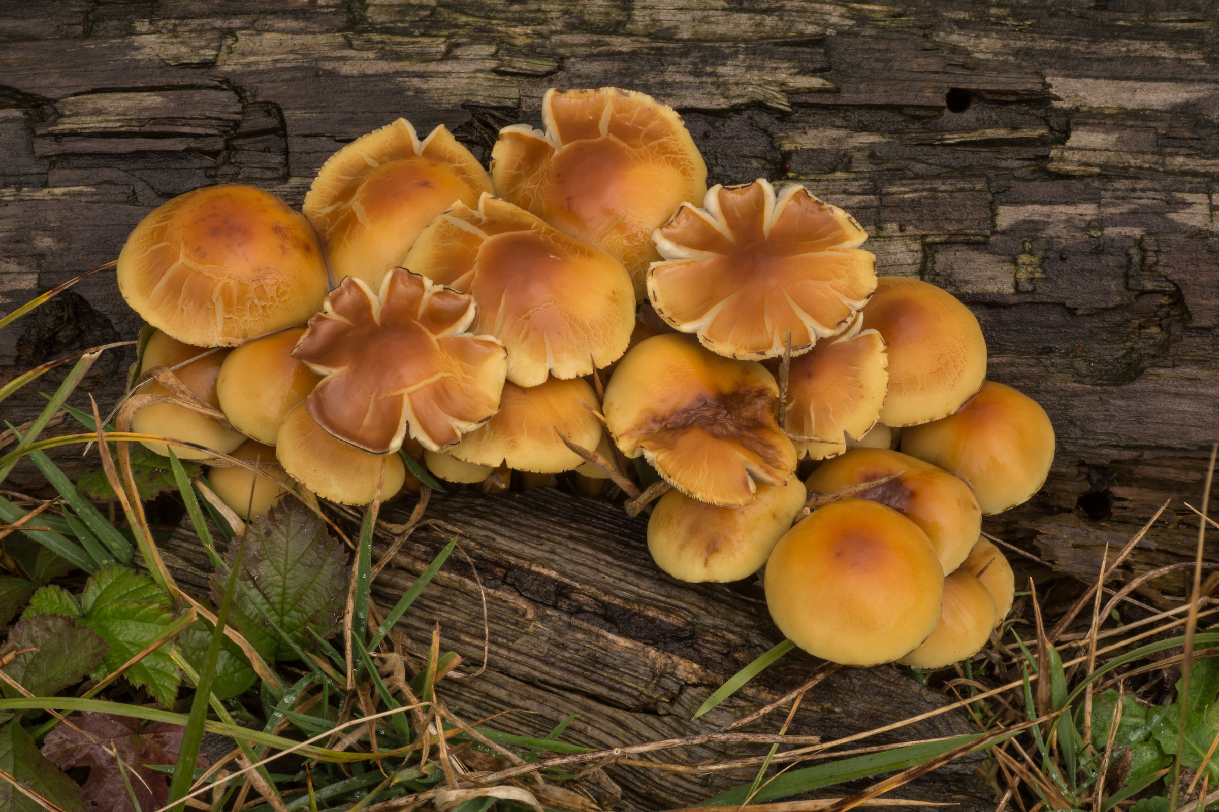 Hypholoma fasciculare