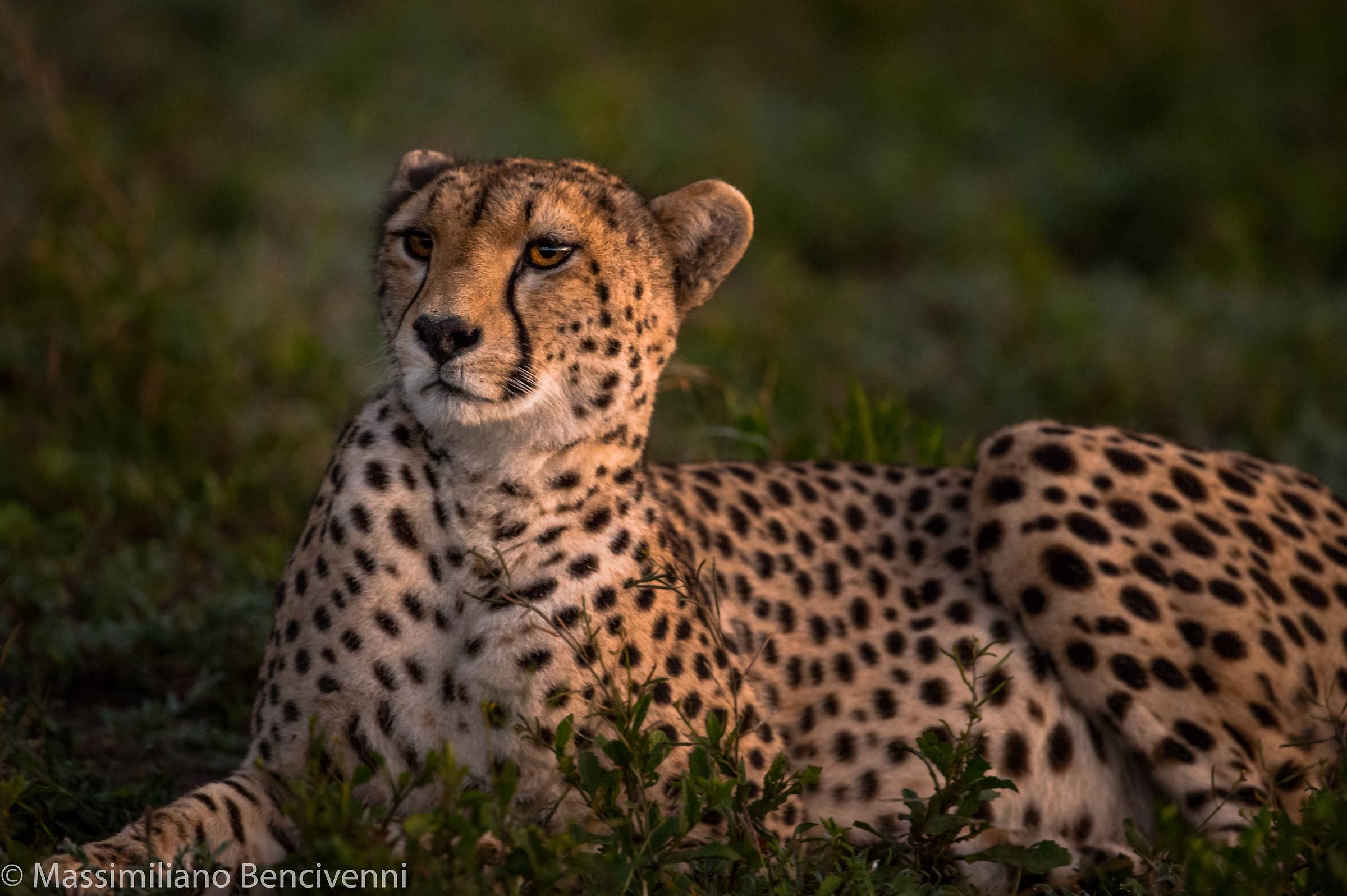 Primissima luce nella savana....