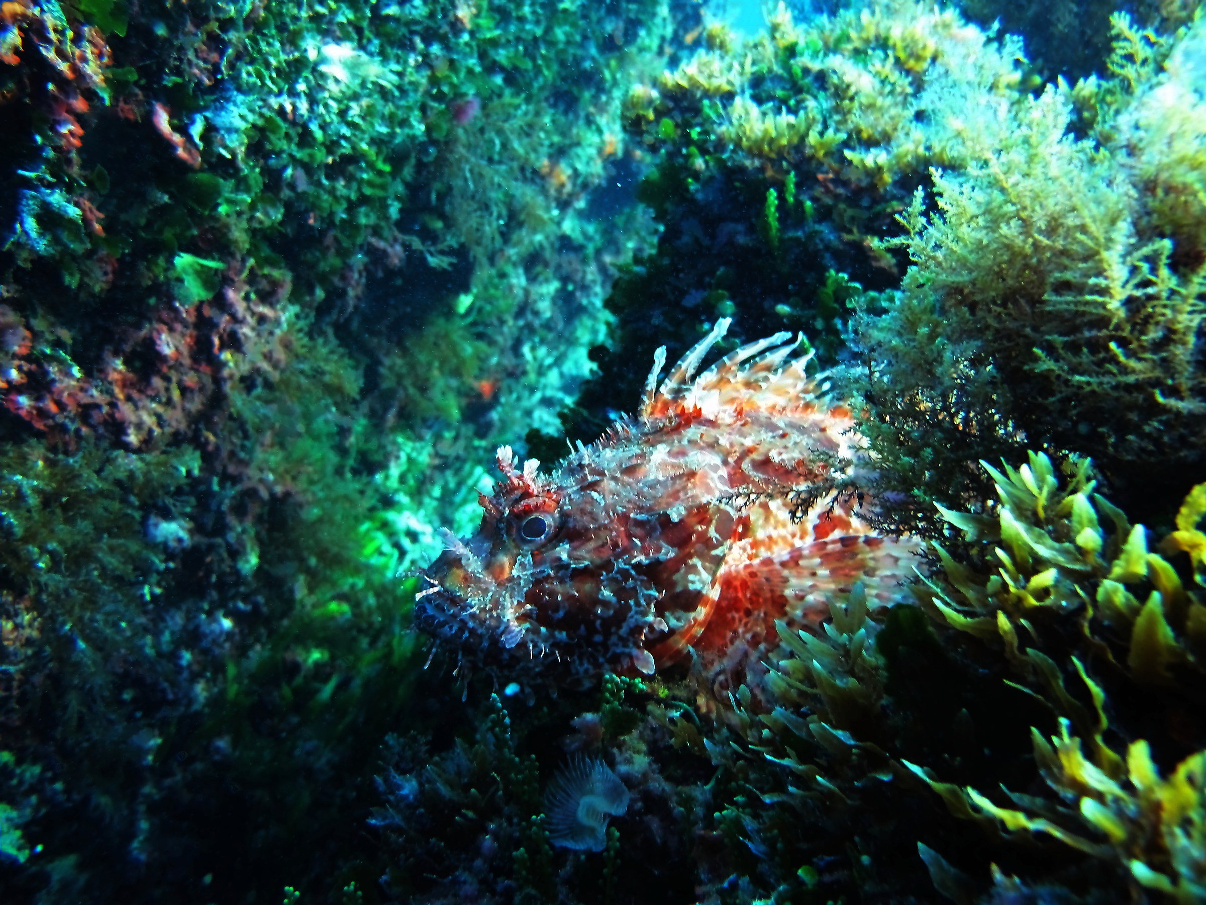 Scorpaena Scrofa. Giannutri, Punta Secca