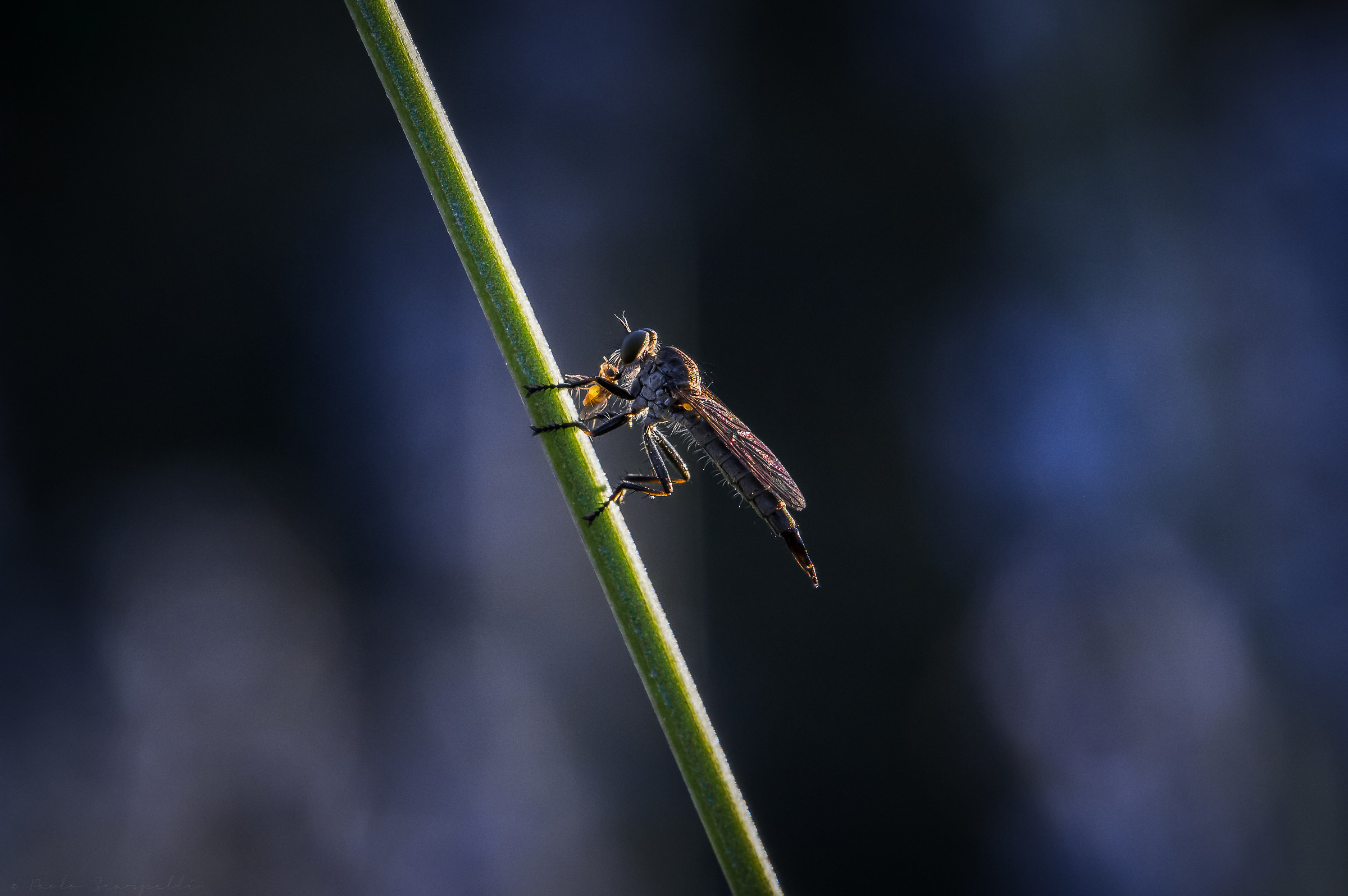 robberfly @ natural sunset light