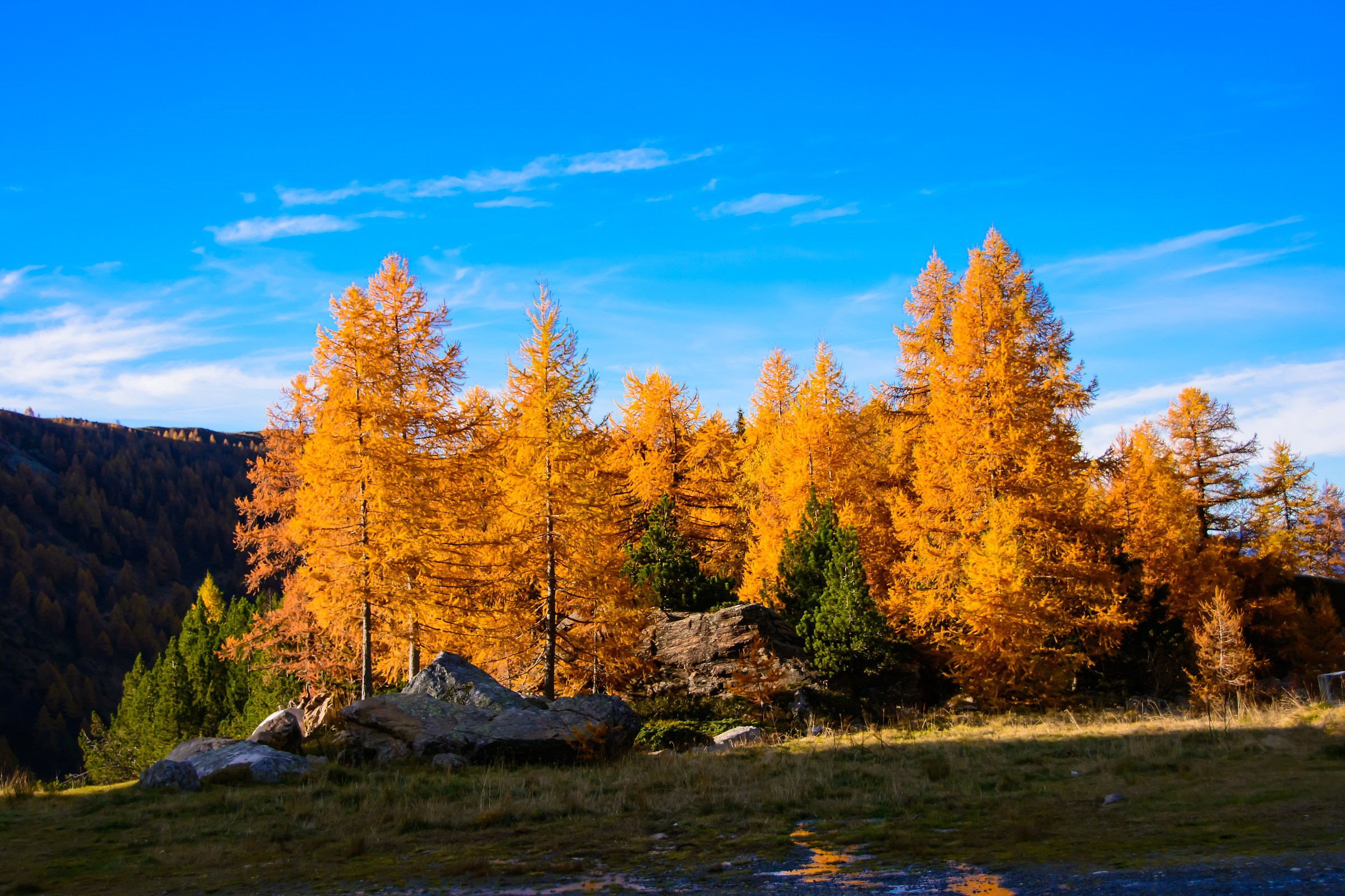 larches in autumn 2