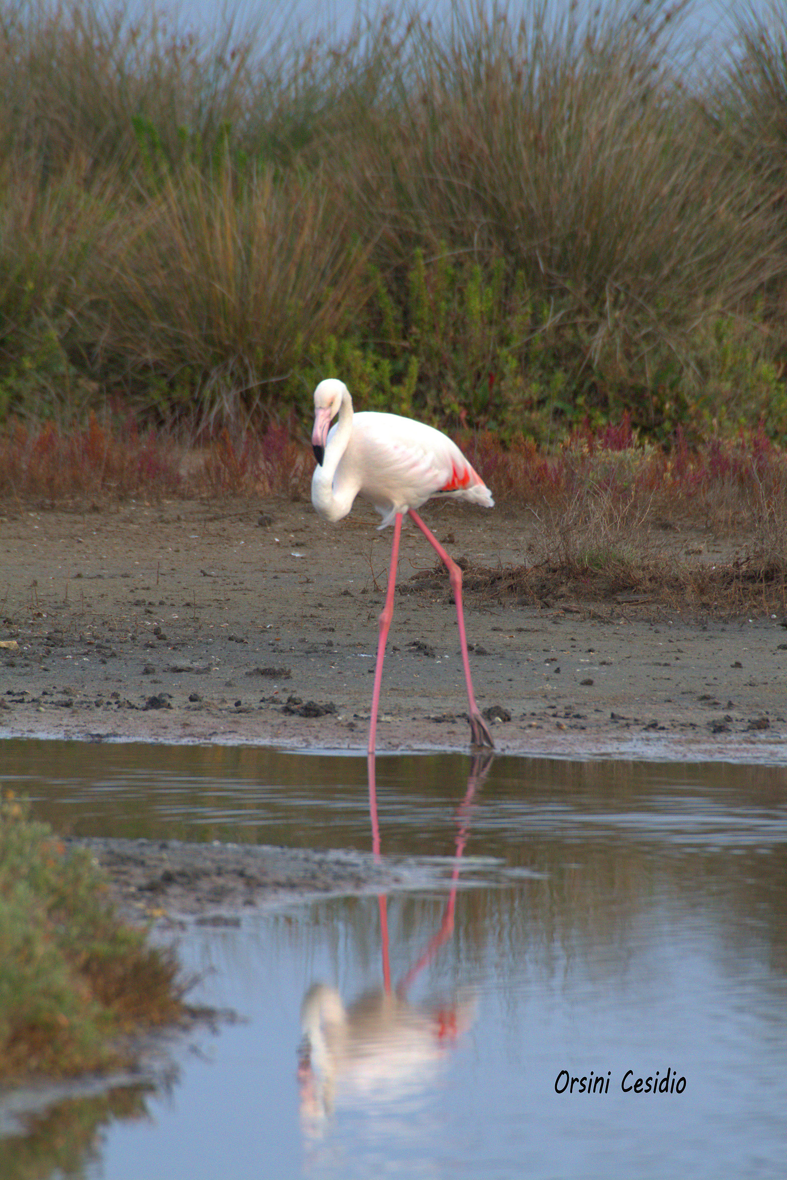 il mio primo fenicottero