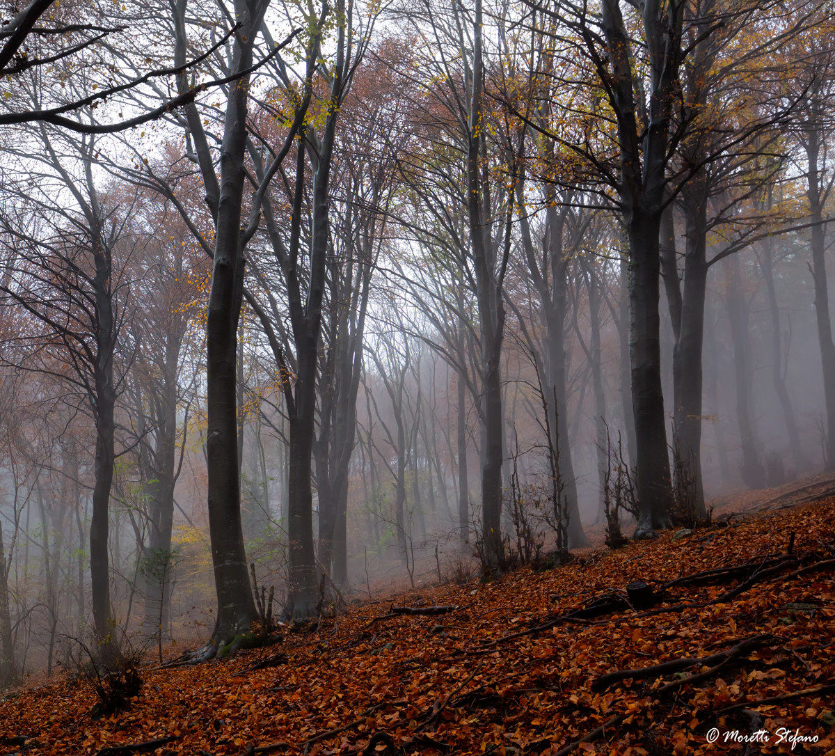 fog in the forest