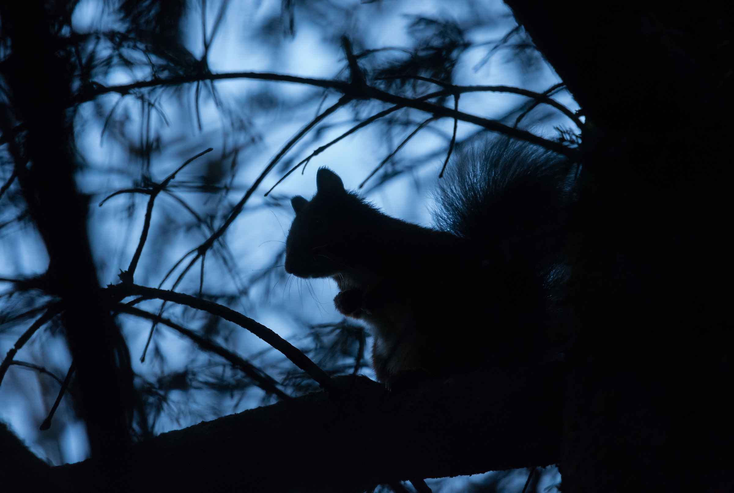 Silhouette in the woods