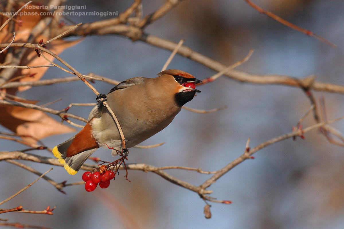 L'uccello venuto dal freddo