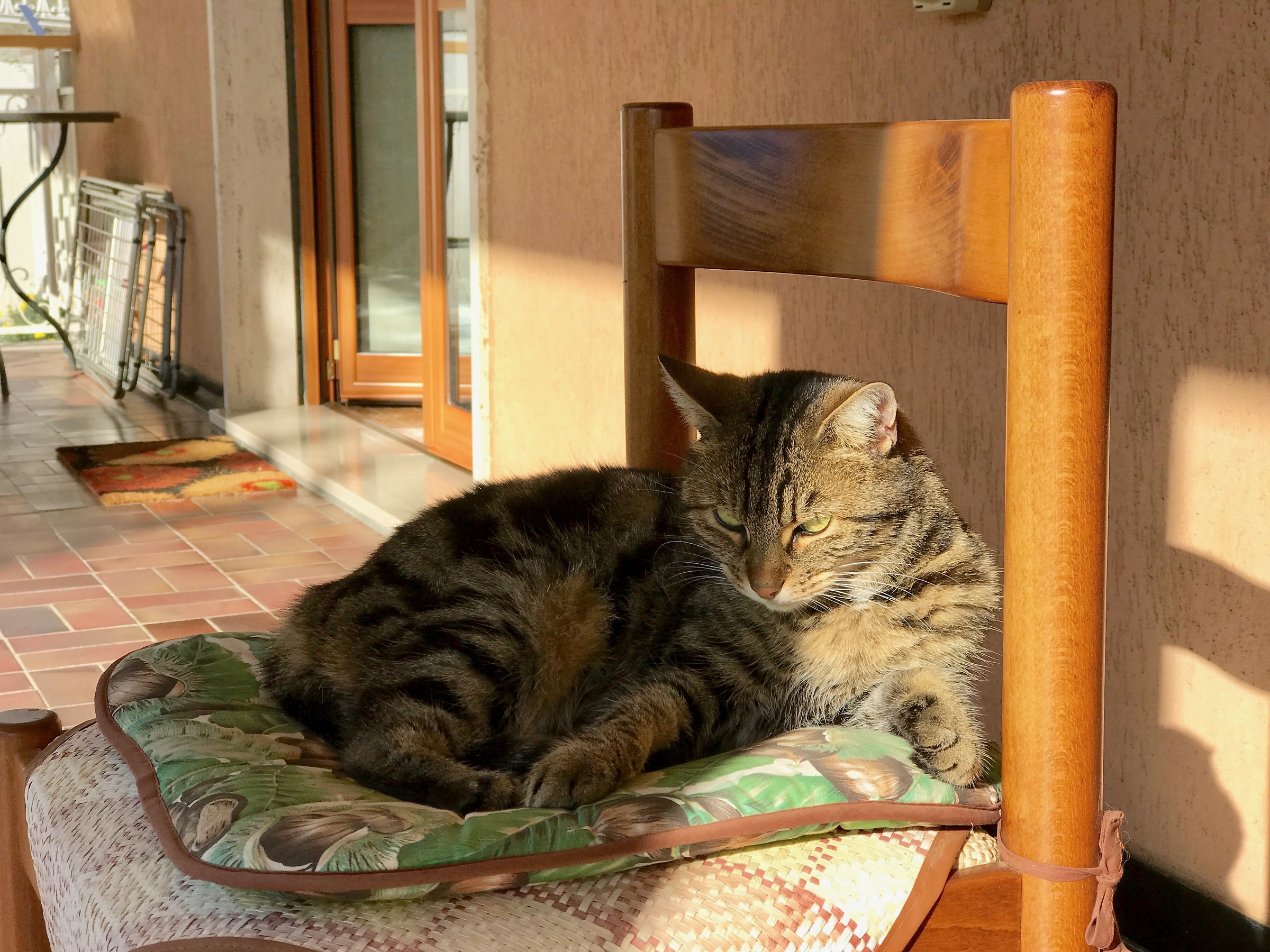 Gatto - foto normale