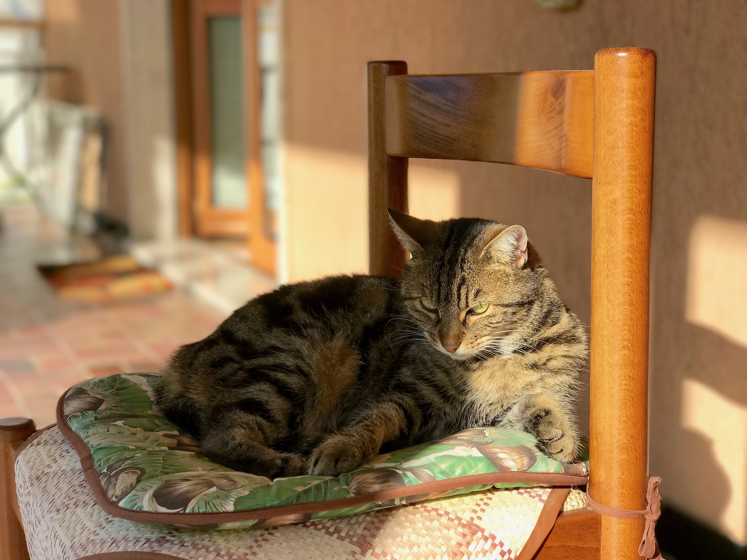 Gatto - foto effetto profondità