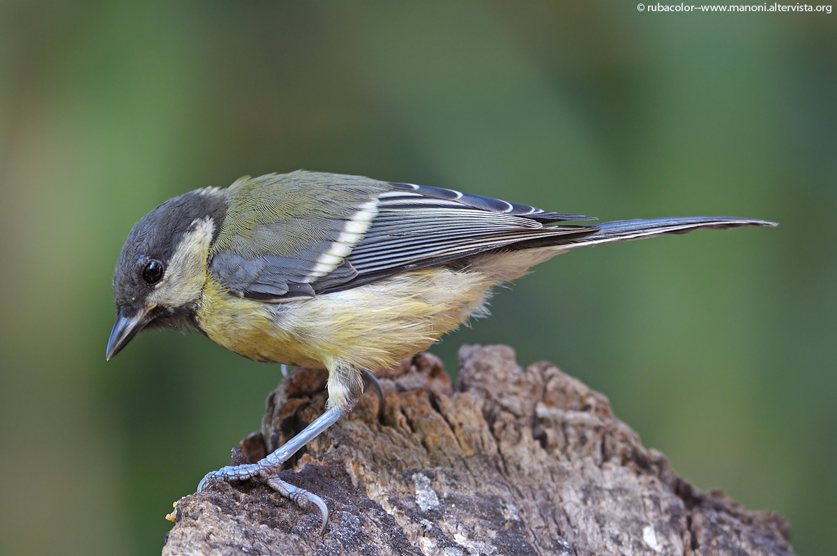 L'esploratore di tronchi