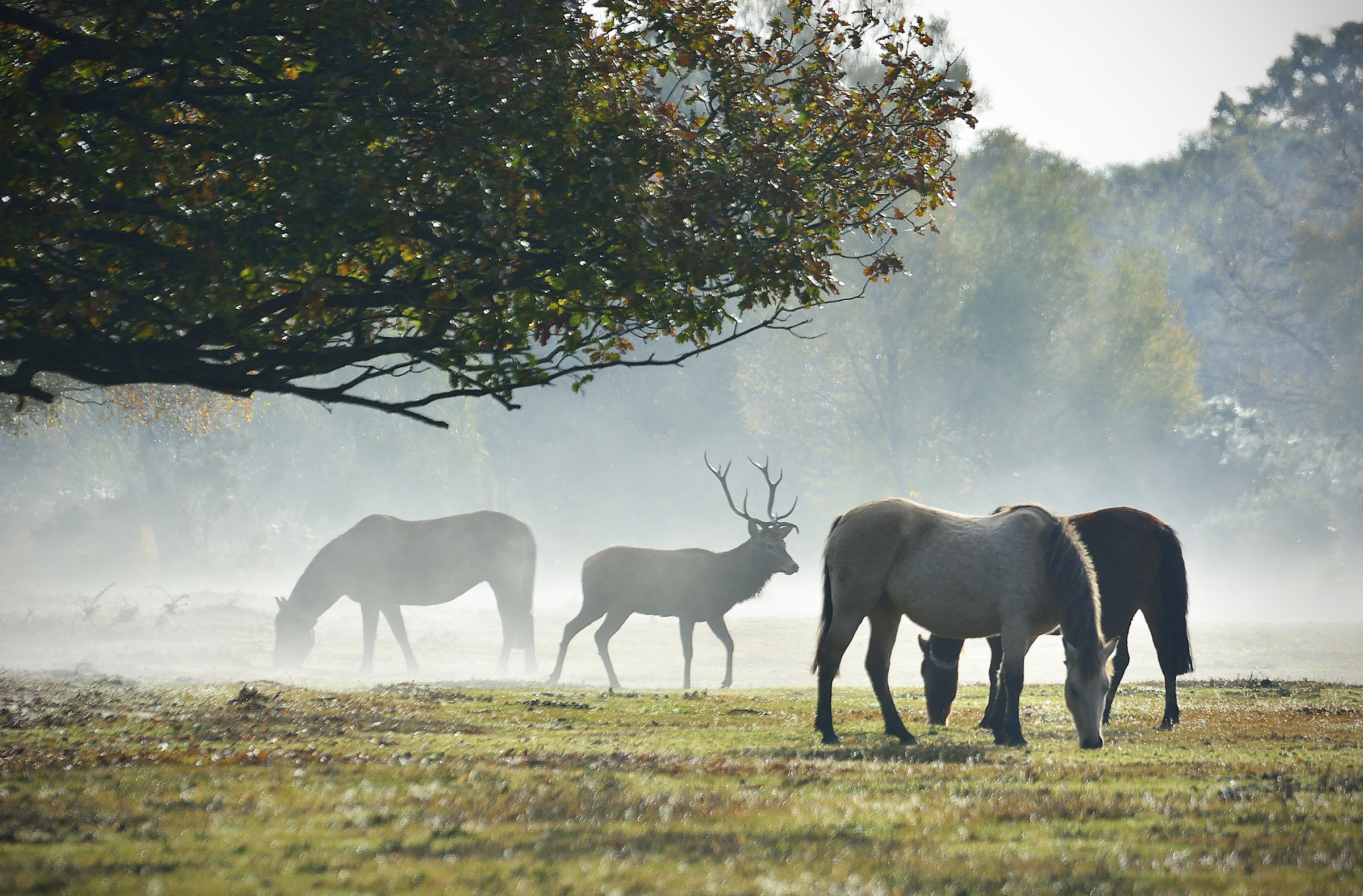 The Stag Emerges from the Mists