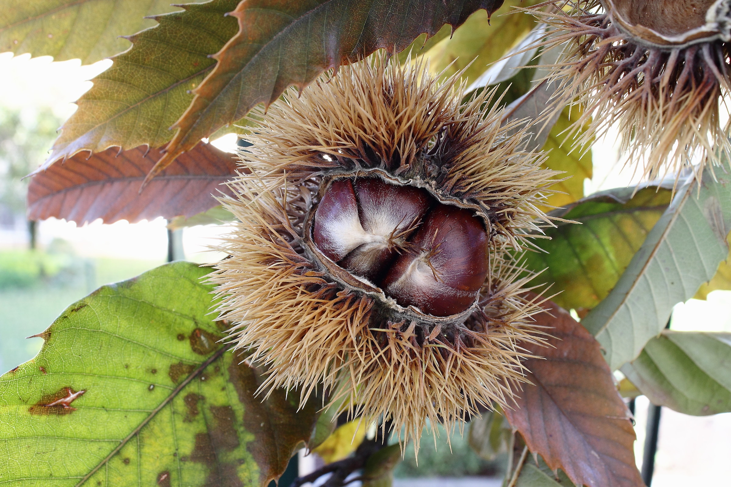 le castagne di sirtori