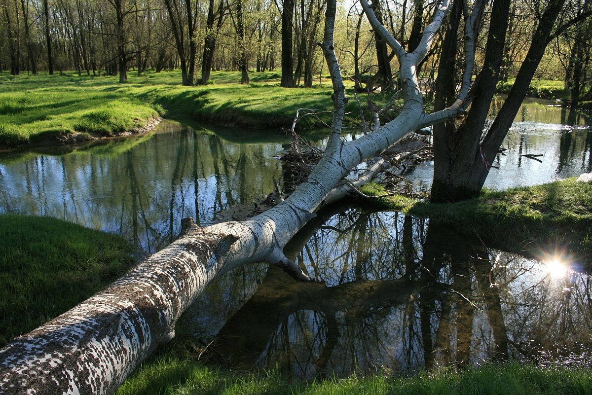 Riflessi al parco del Brenta 2