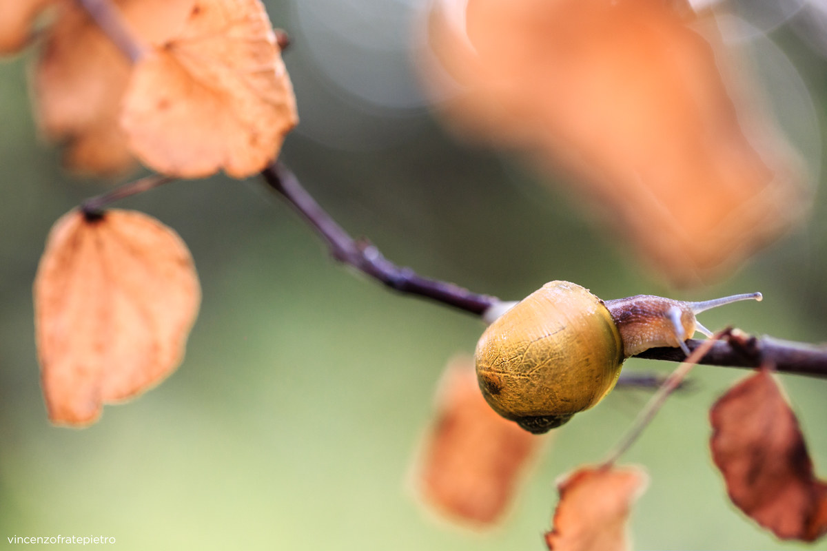 ... Even letantemente, provided we go back!