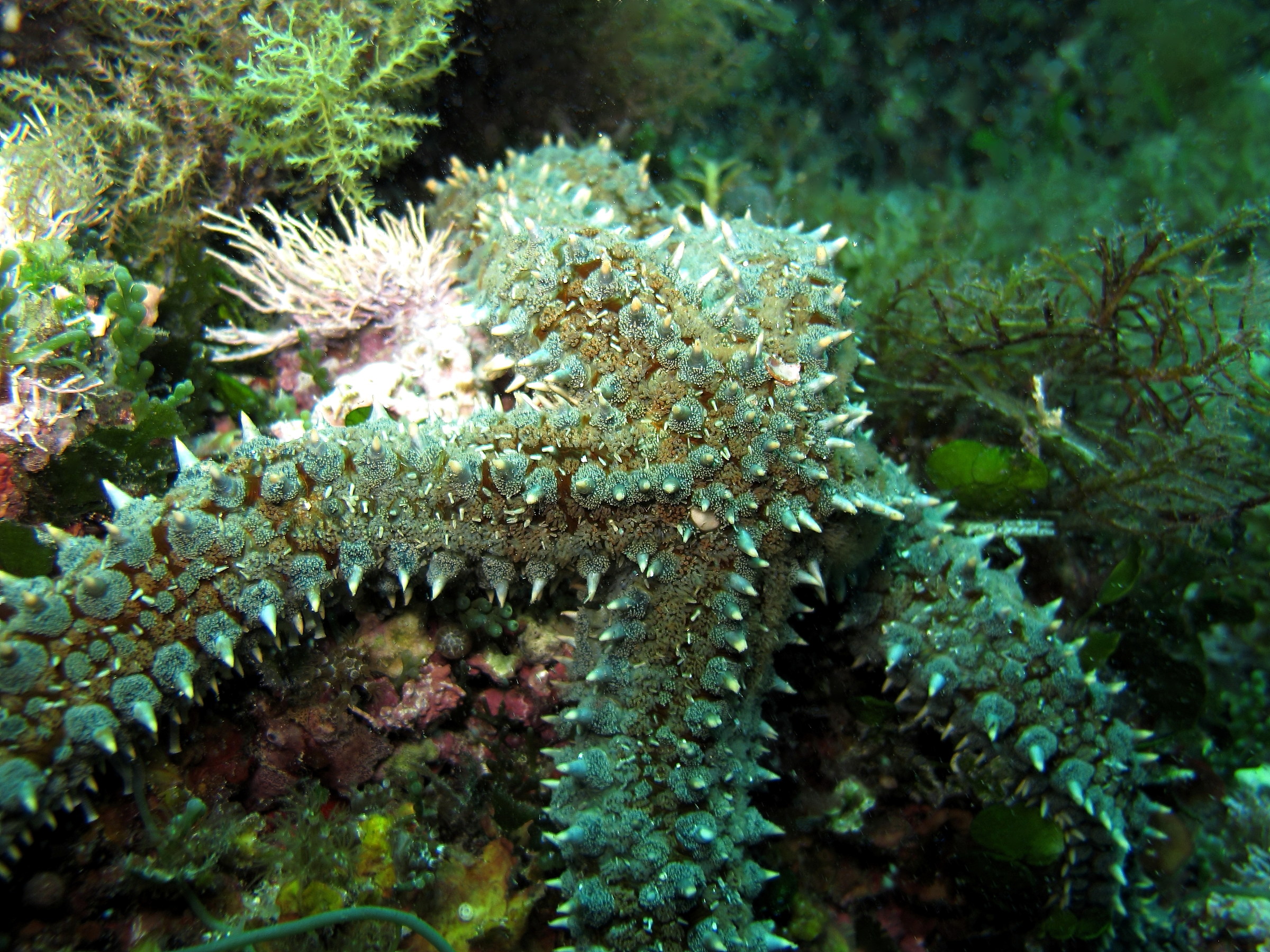 Stella Spinosa. Giannutri, Punta Secca