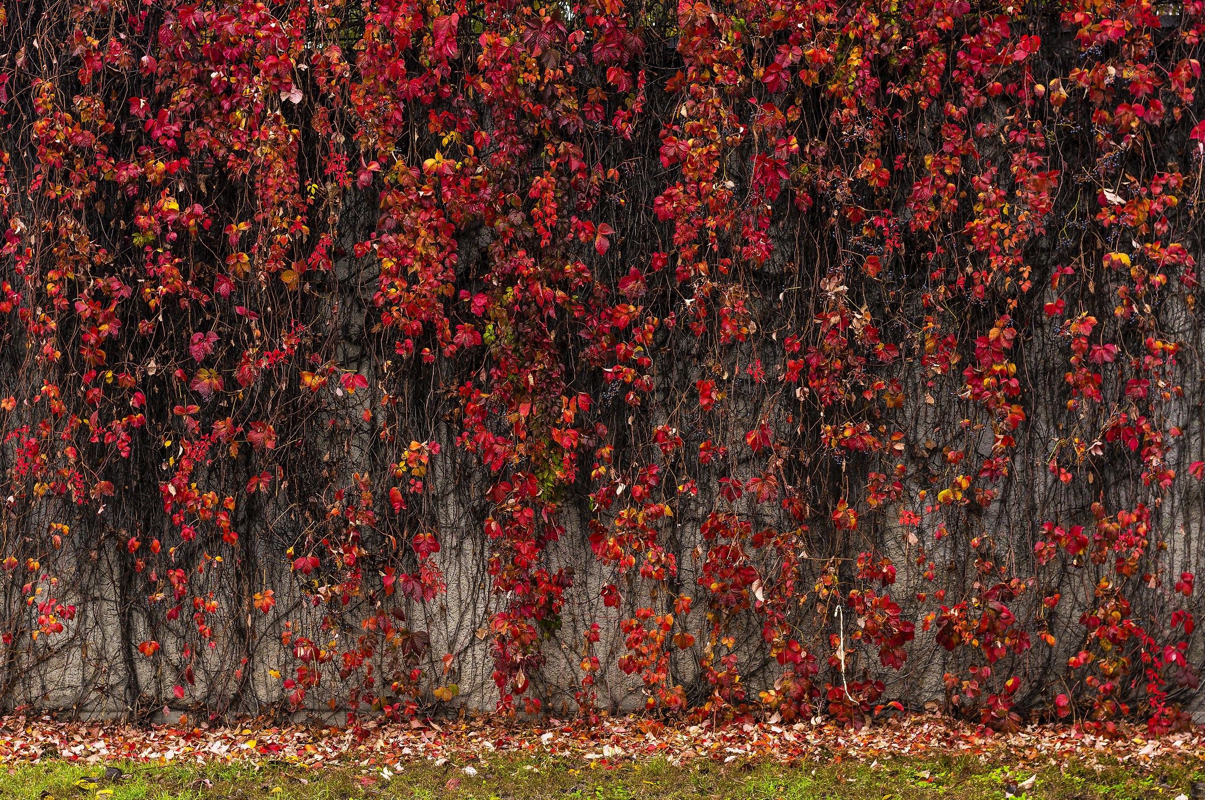 Wall autumn ...
