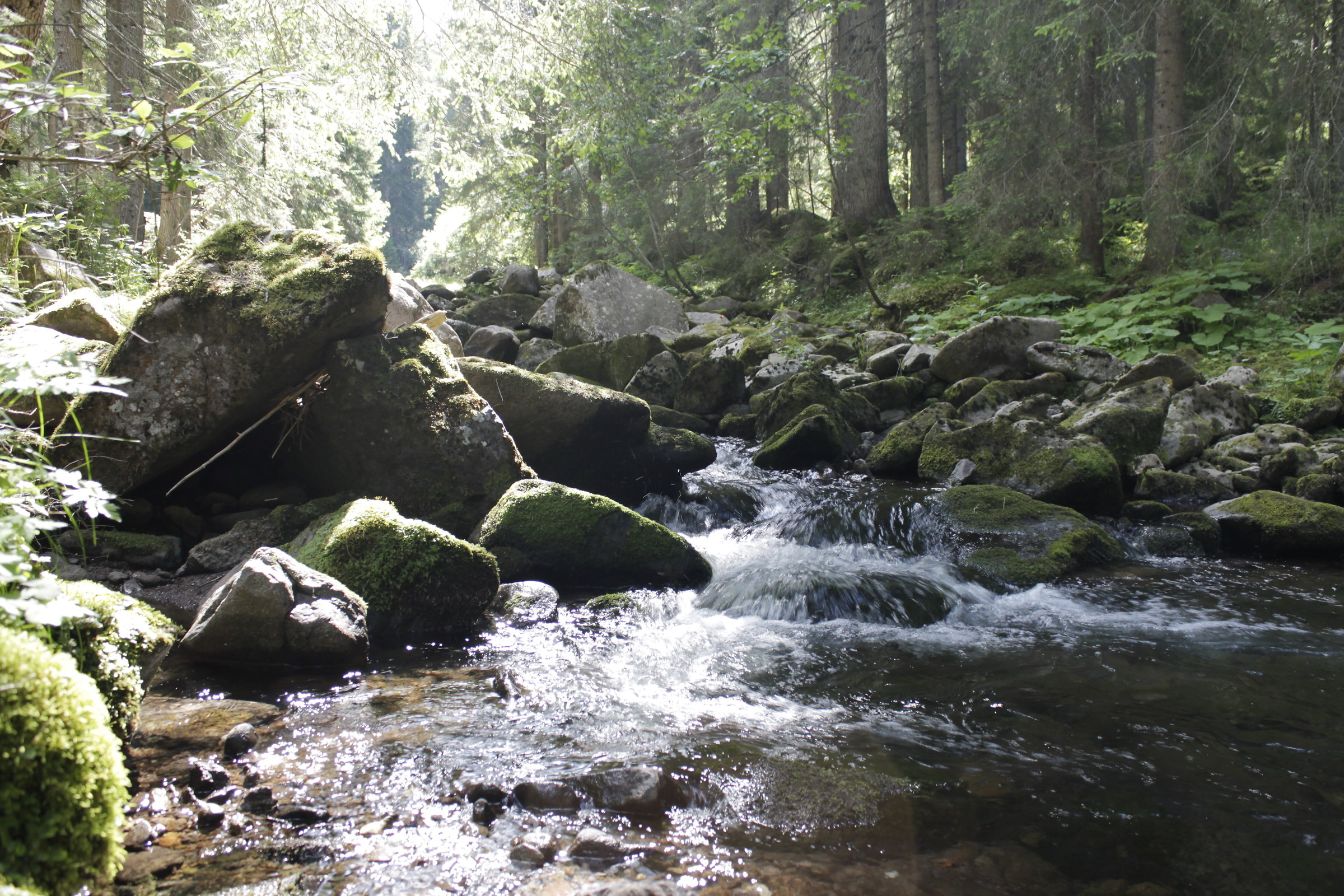 stream in the natural park of paneveggio