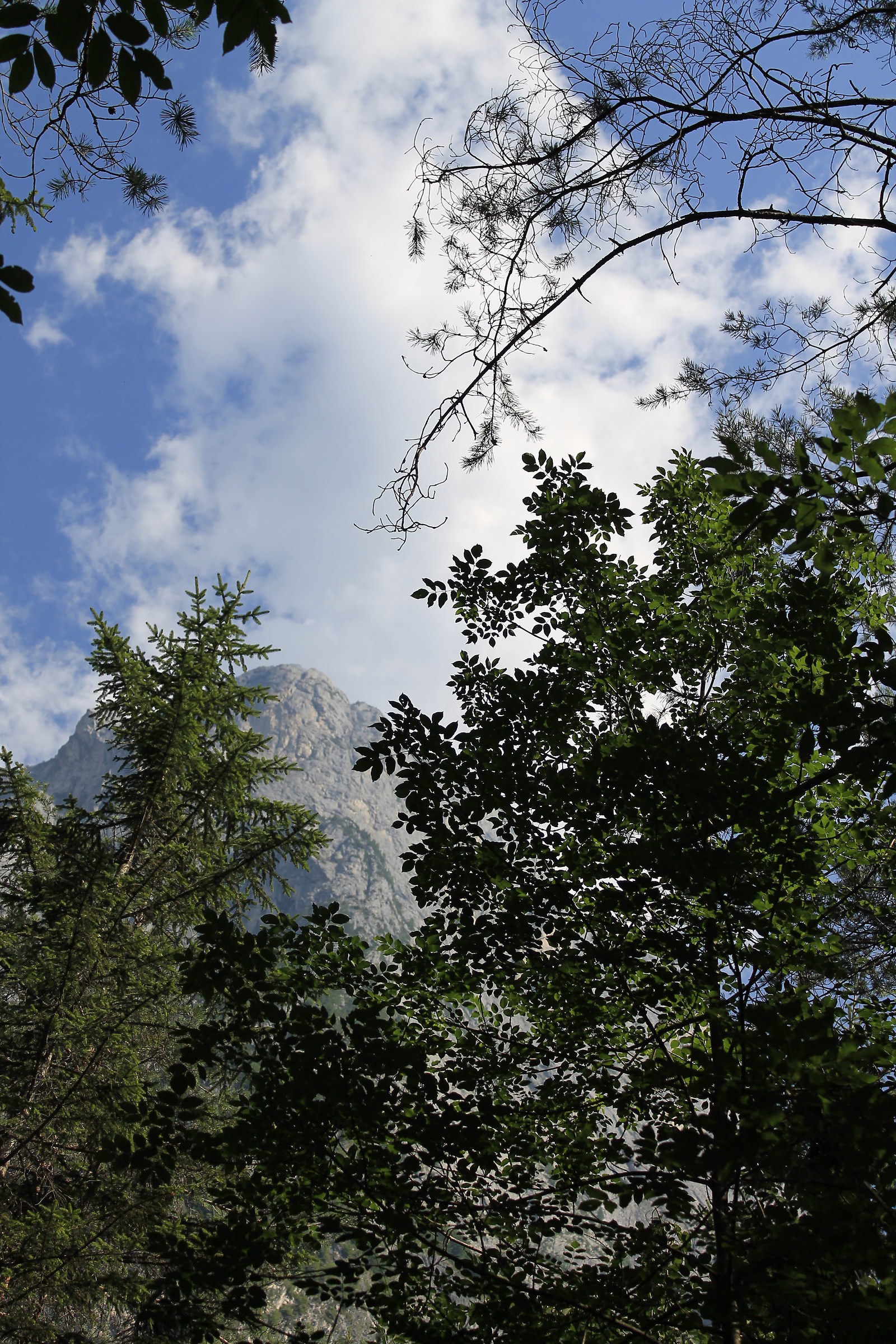 blades of St. Luke's hidden by vegetation