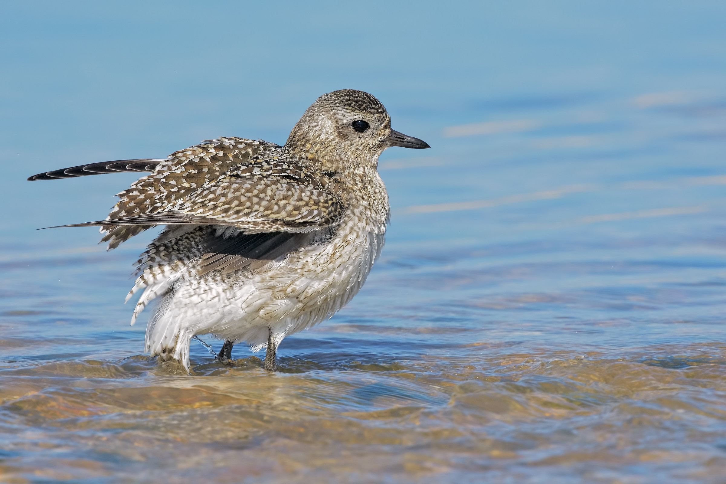 Pivieressa (Pluvialis squatarola) dopo il bagno