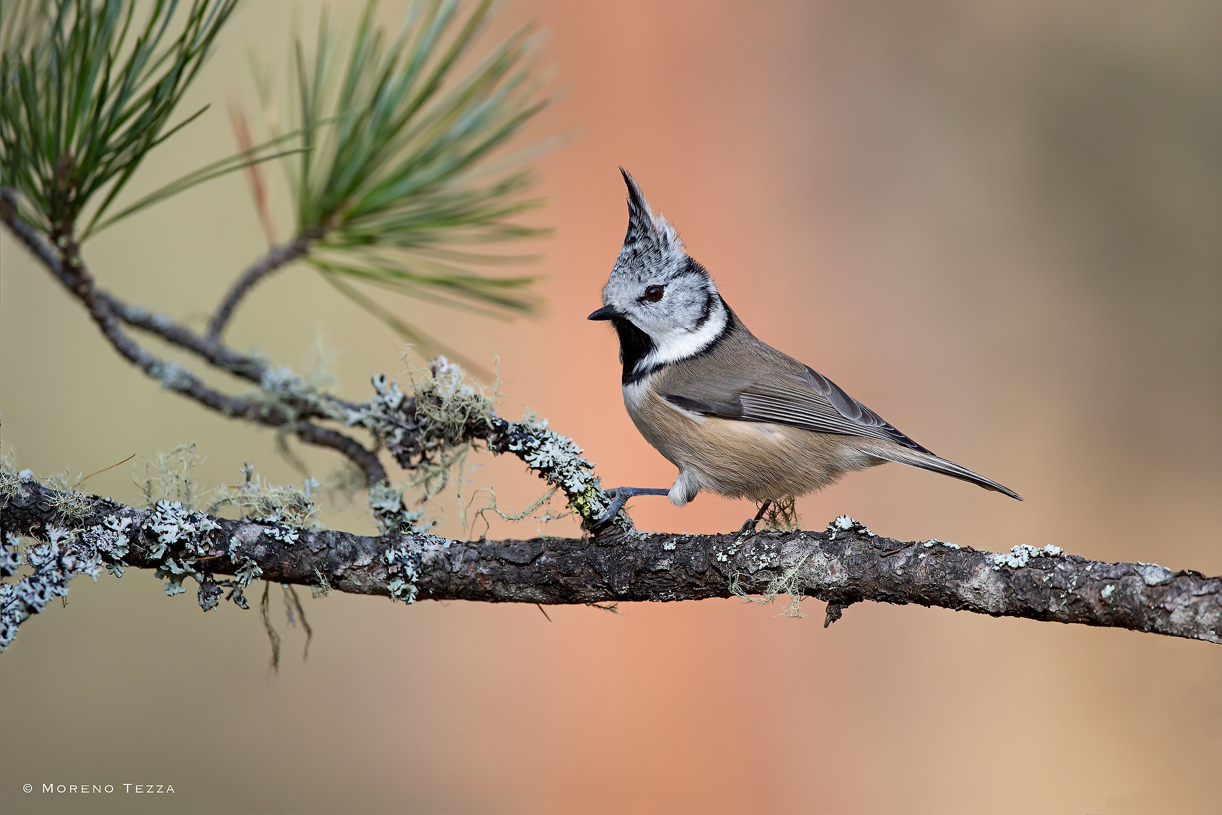 Crested Tit