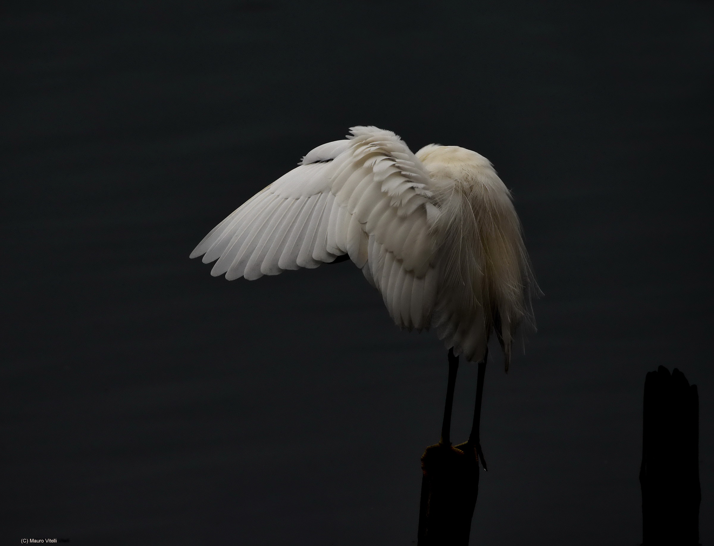 Egret (view with high light ...)