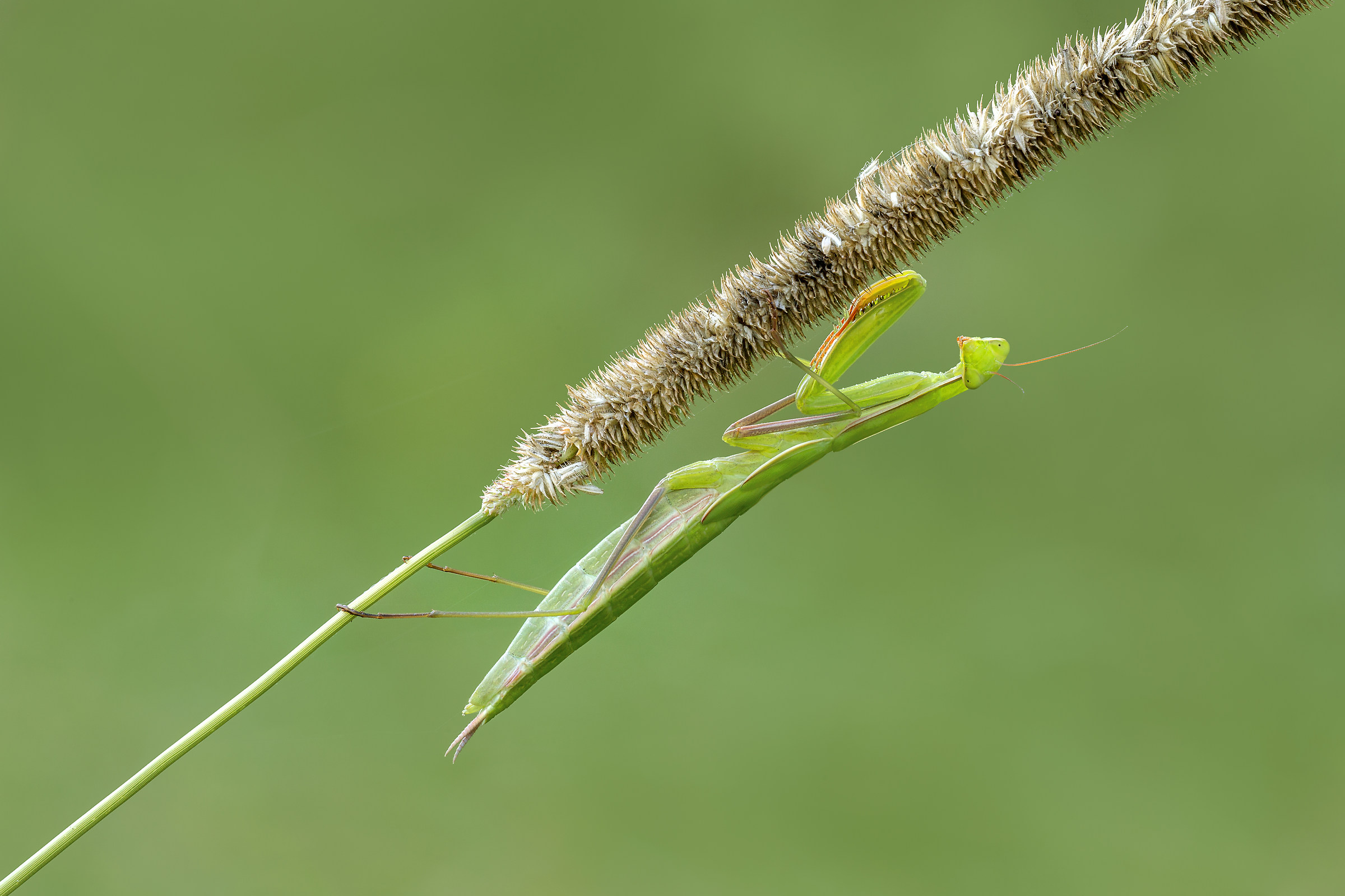 the eyes of the mantis