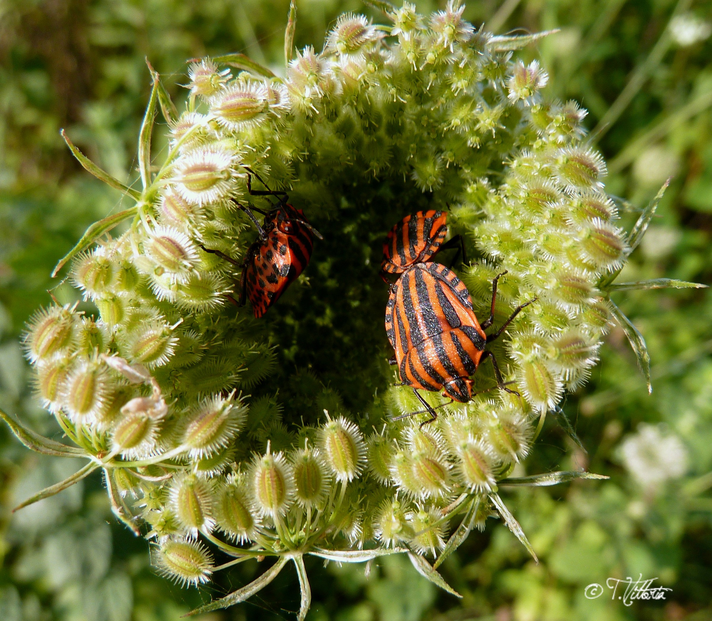 Bug (Graphosoma lineatum)