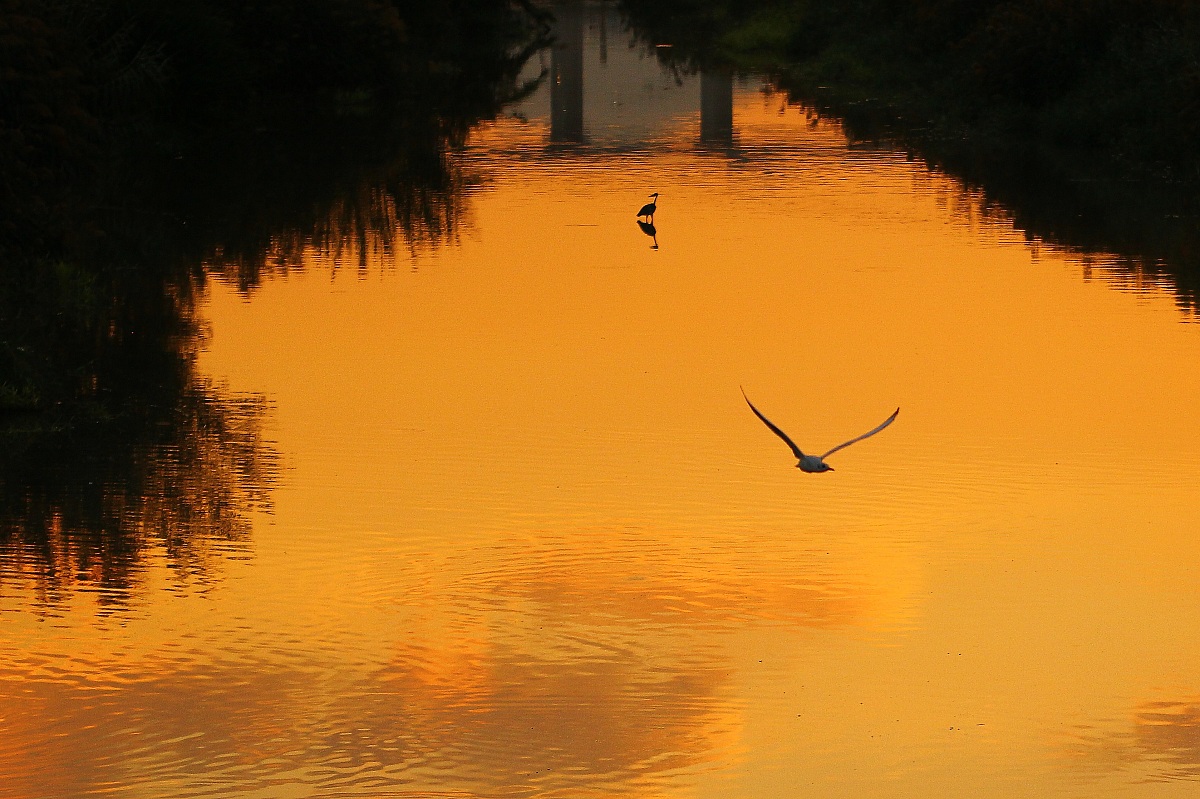 The Heron and the sunset