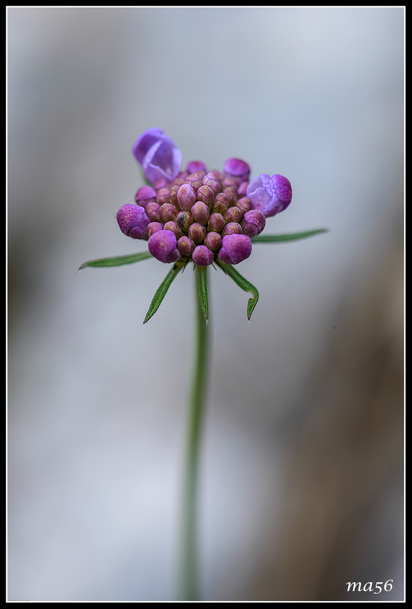 challenge to the season