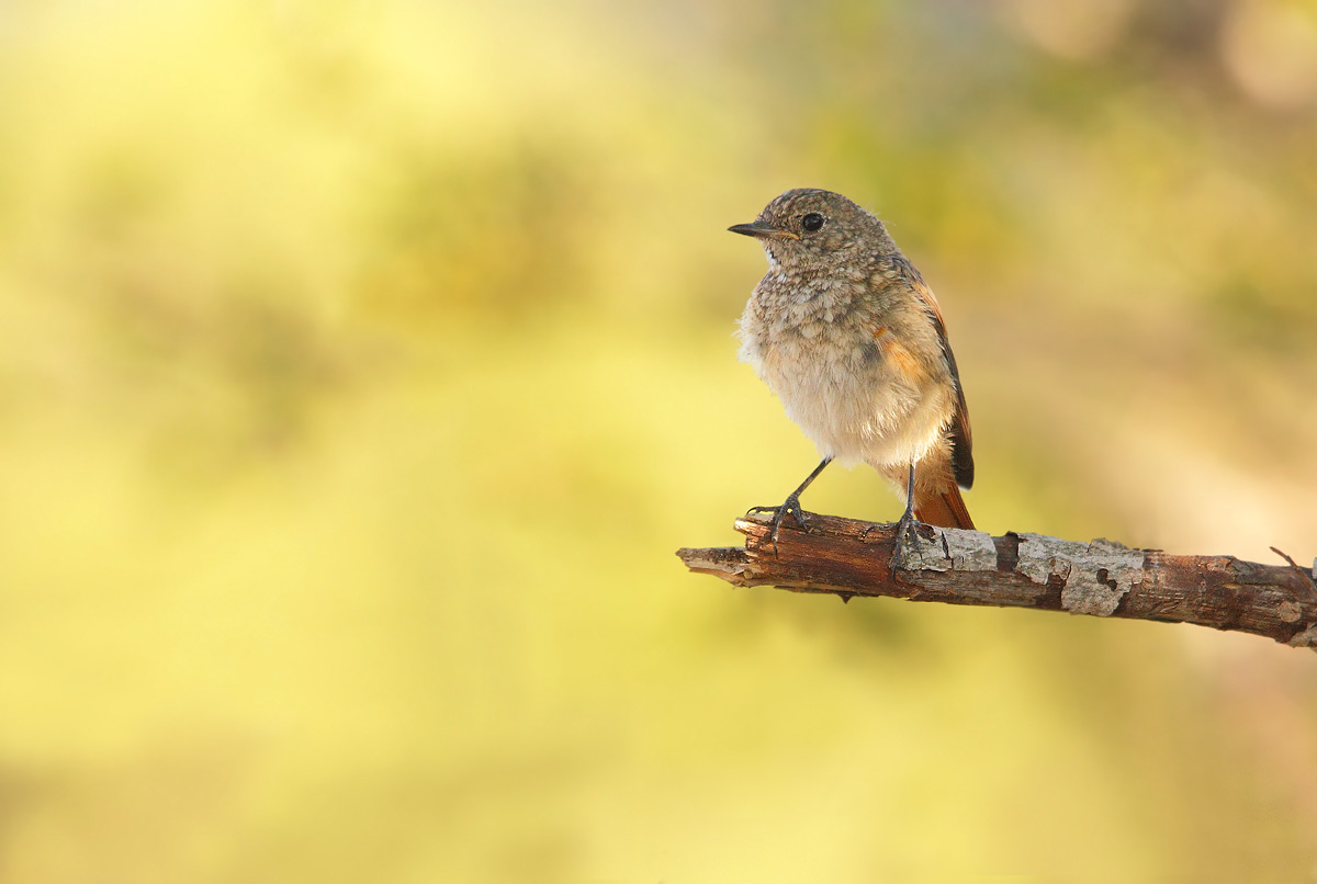Young redstart