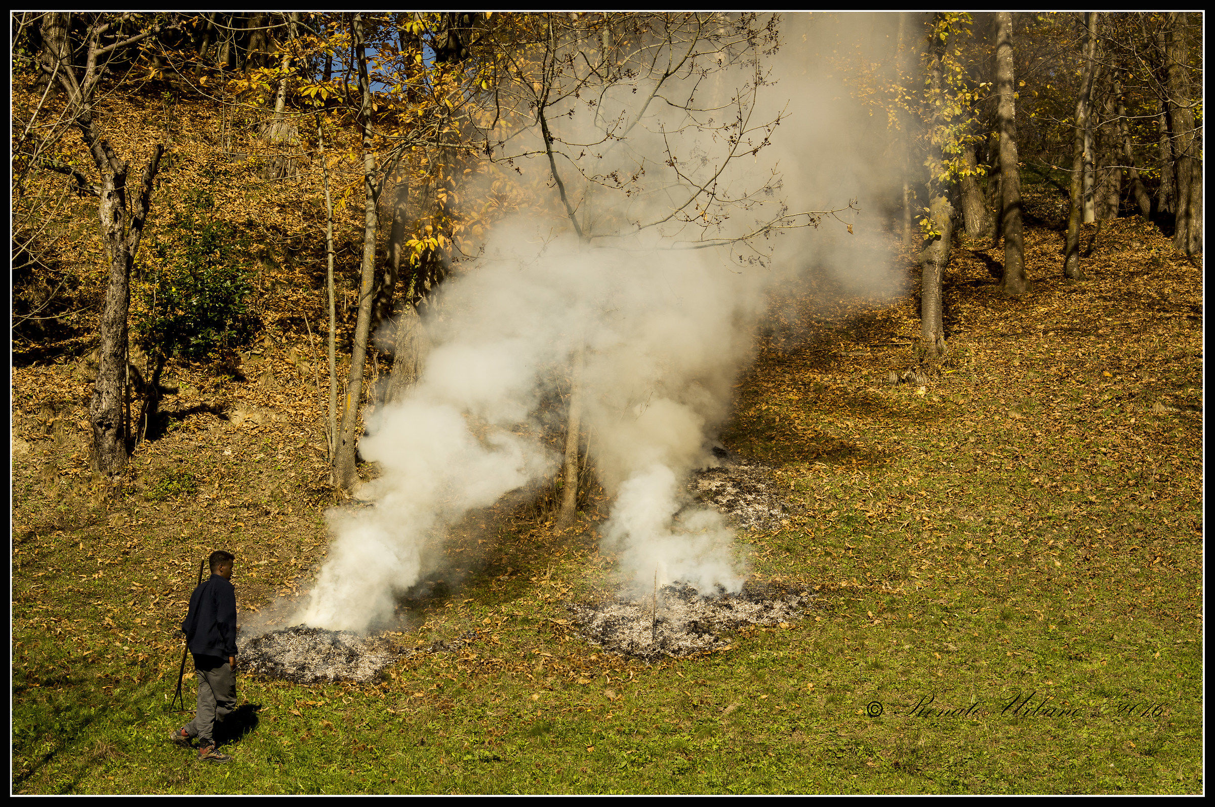 New inhabitants of the Alps
